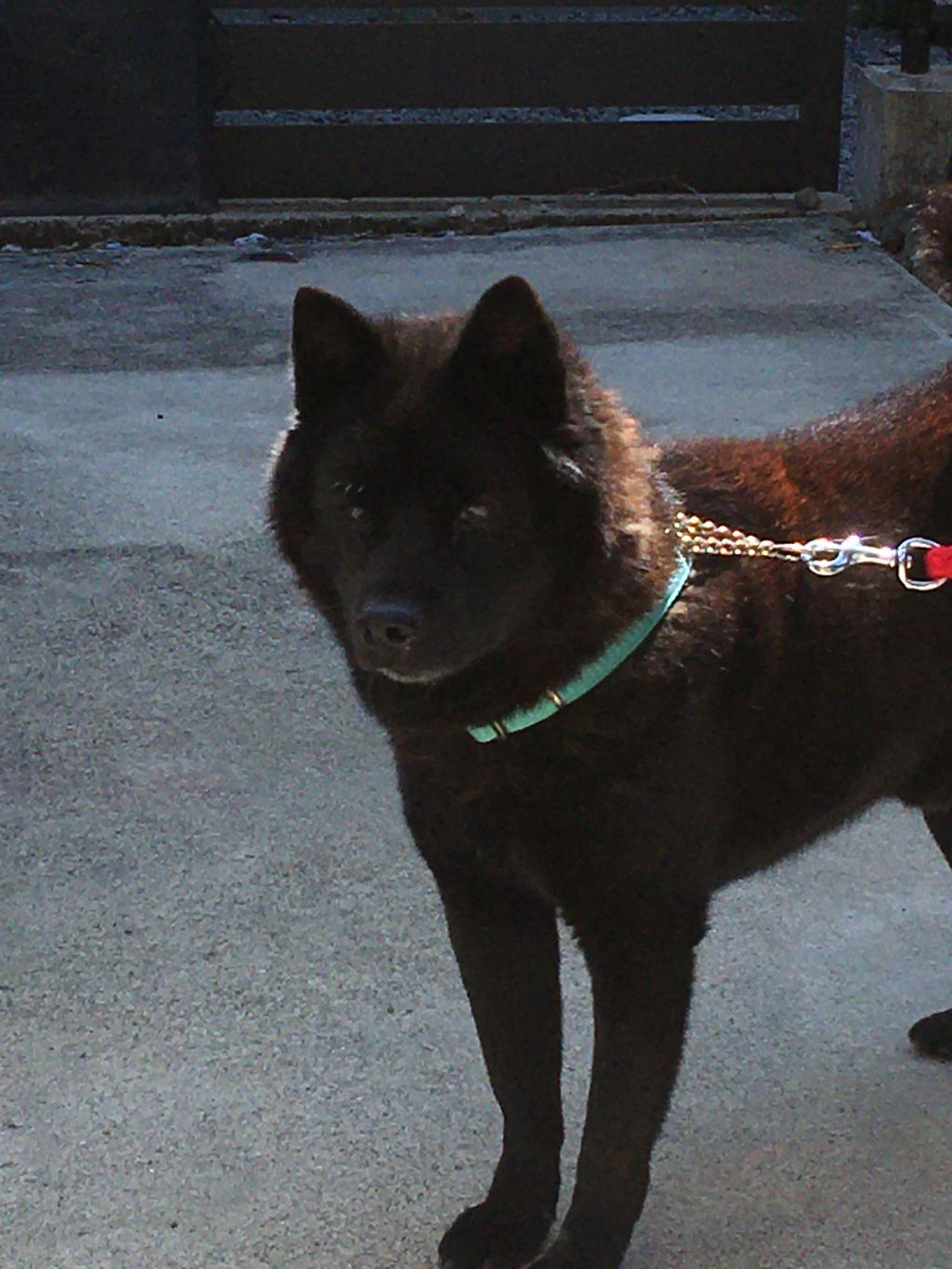 pet-image-6