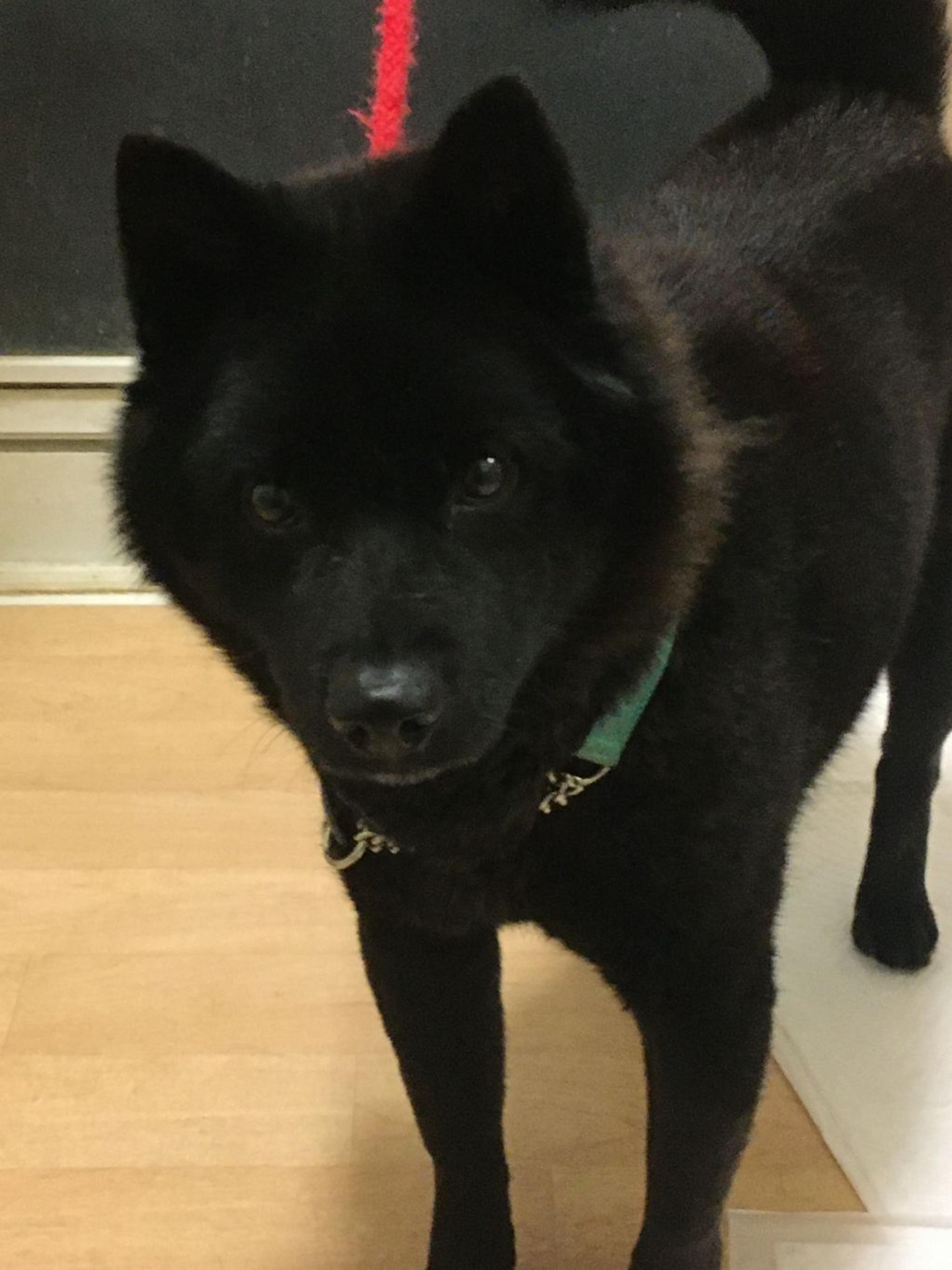 pet-image-8