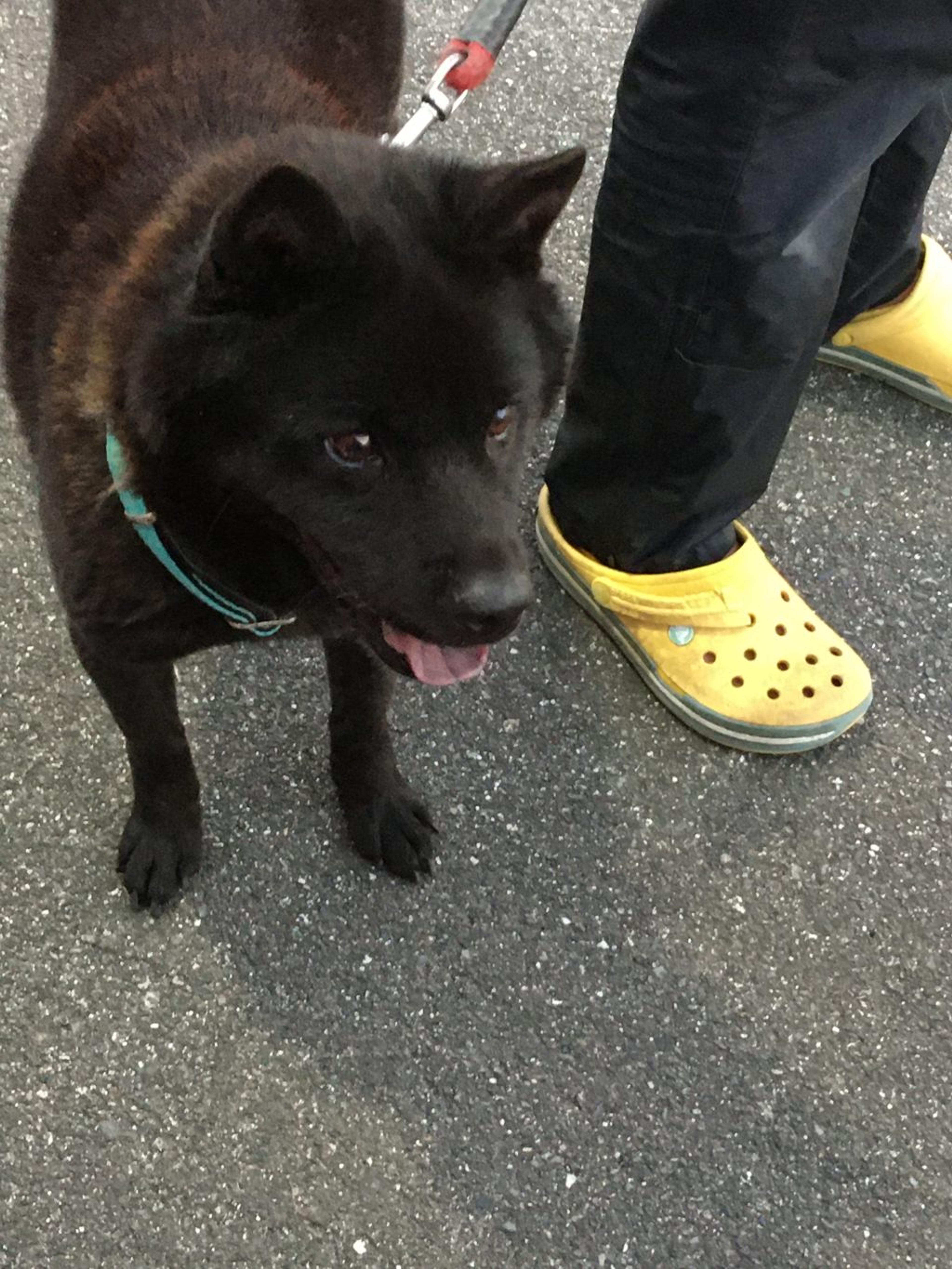 pet-image-9