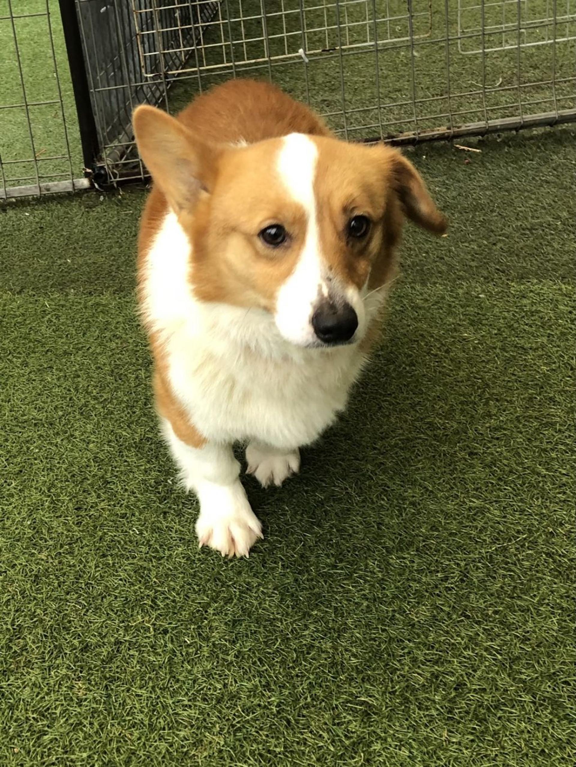 pet-image-2