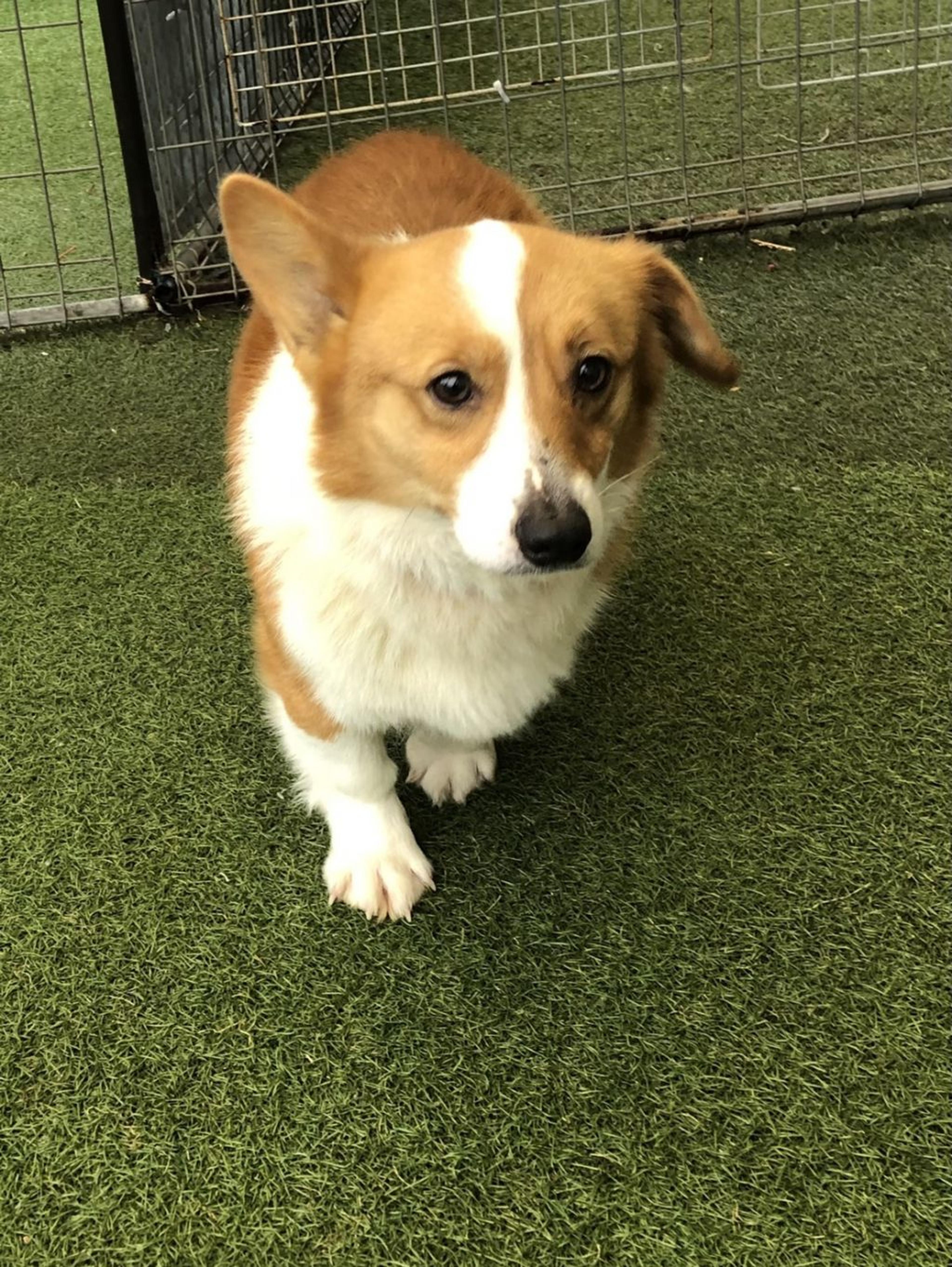 pet-image-2
