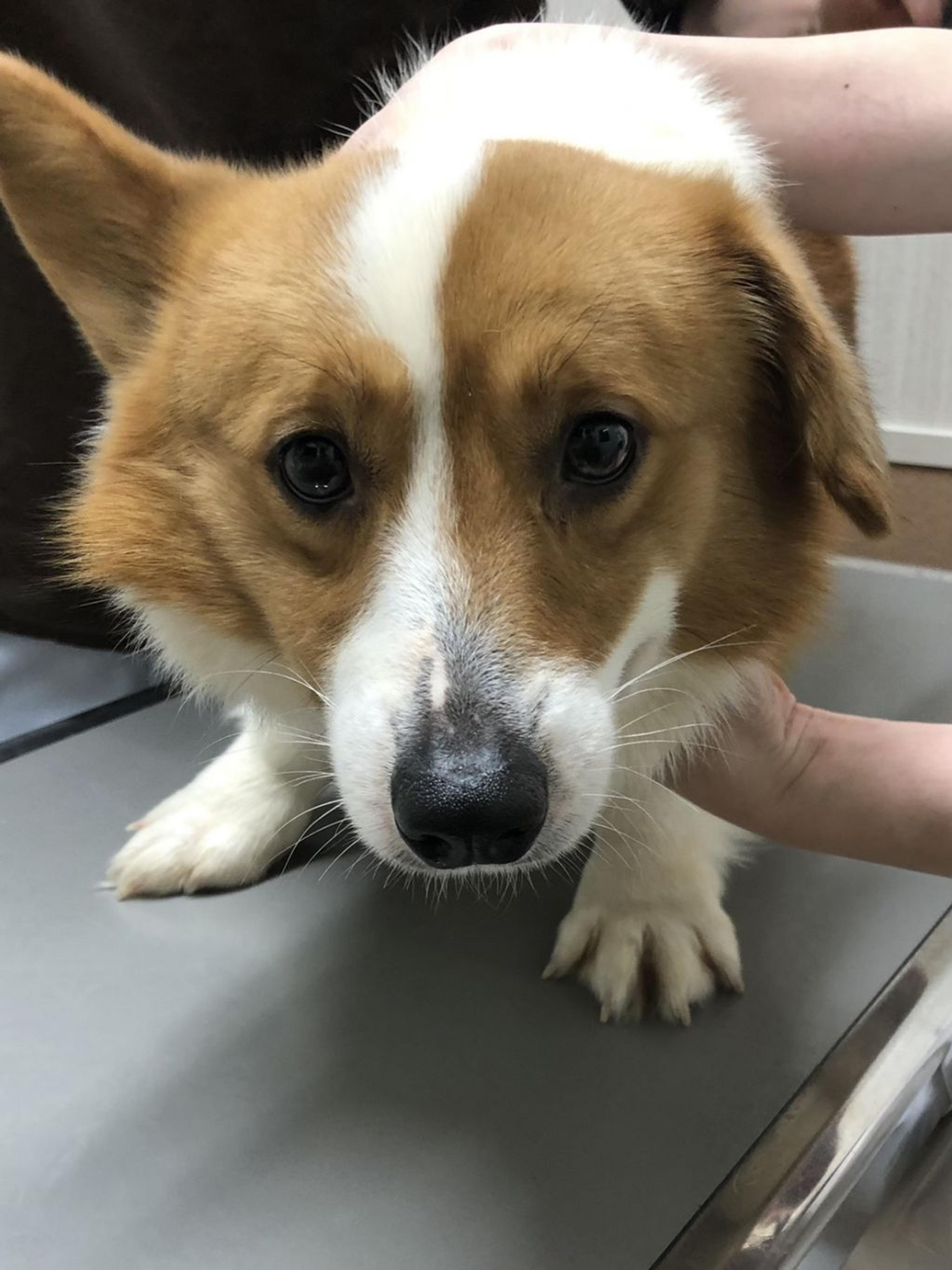 pet-image-3