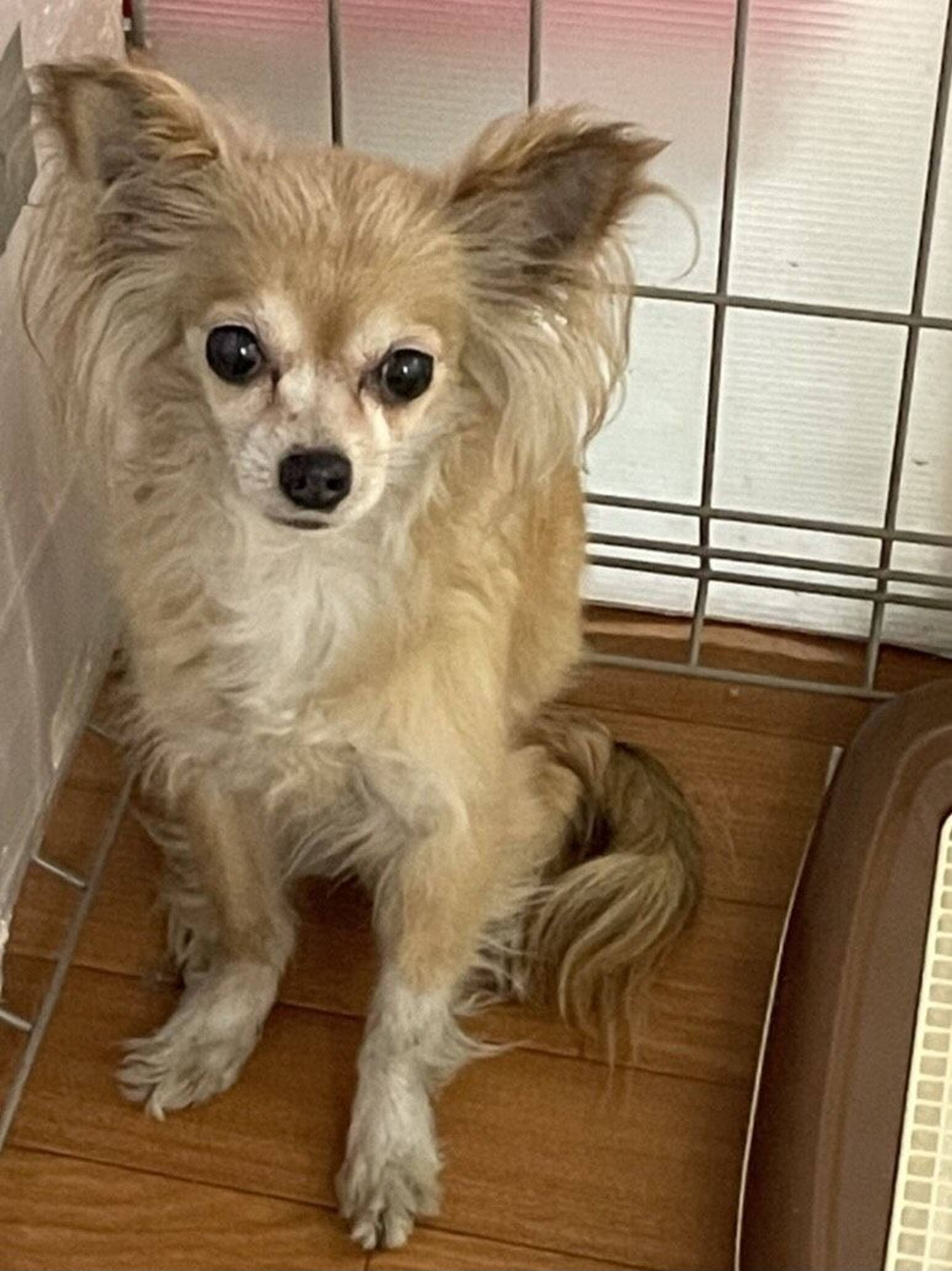 雑種（ミックス犬）・メスの里親募集の写真