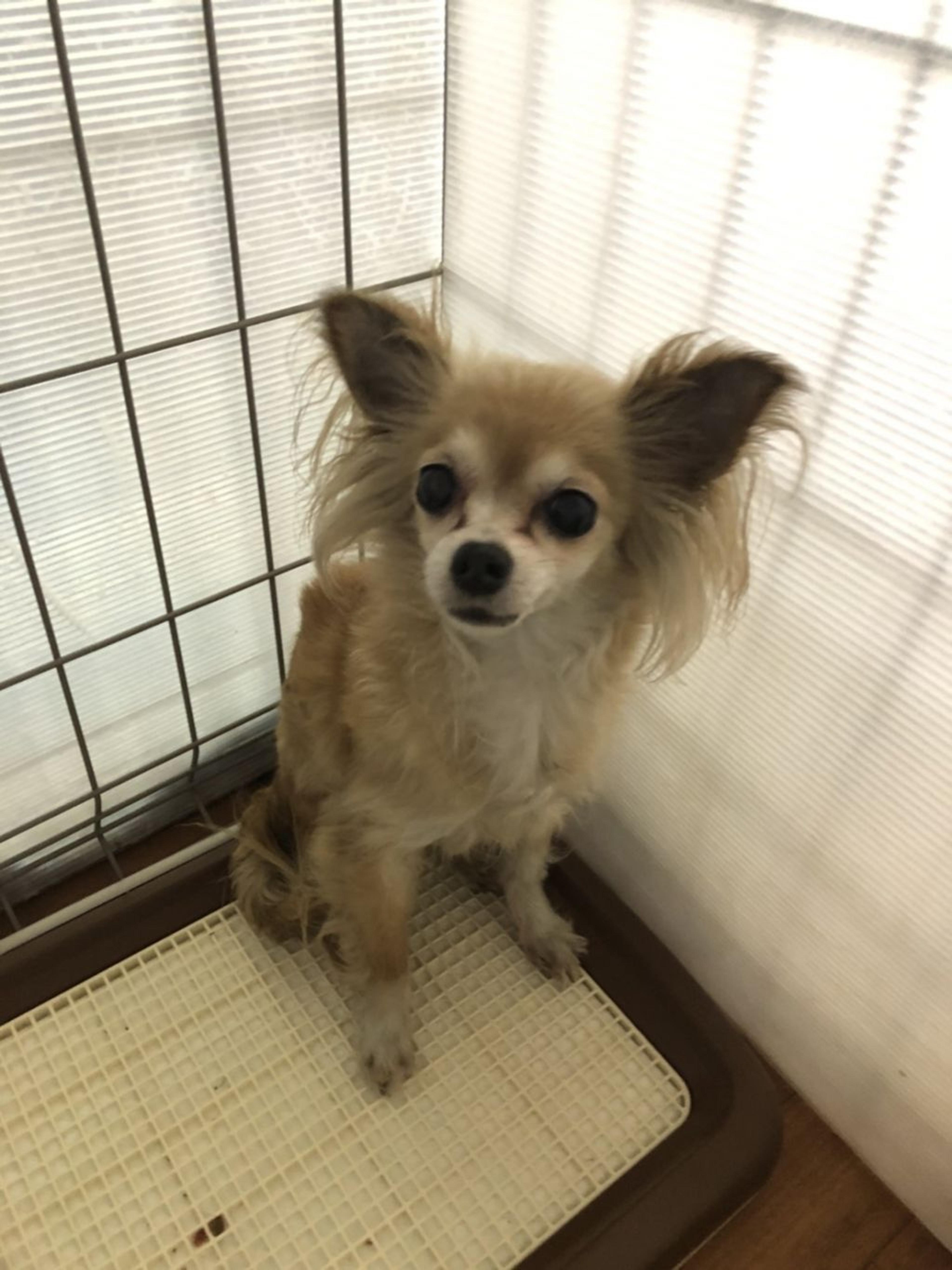 pet-image-2