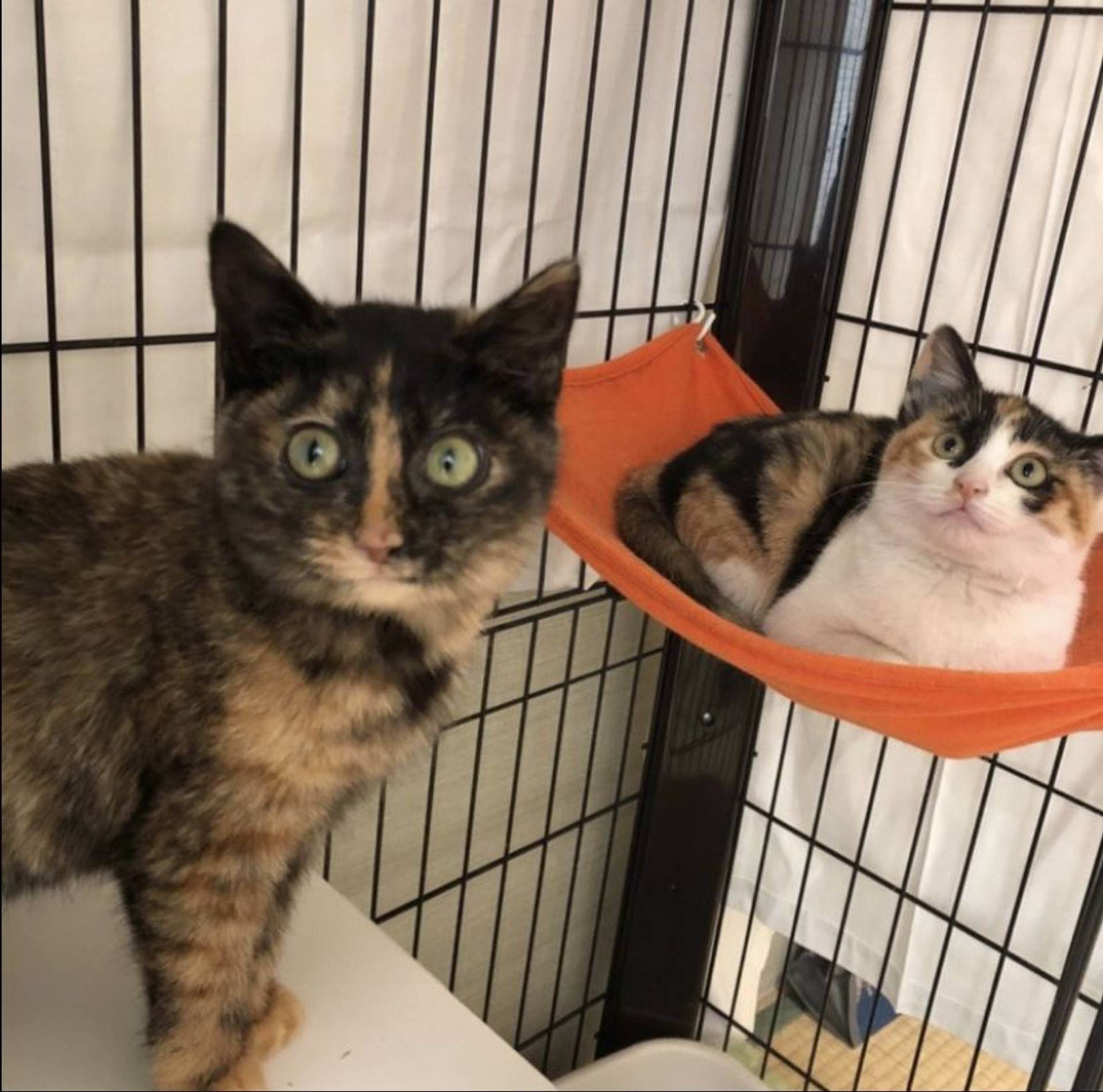 雑種（ミックス猫）・メスの里親募集の写真