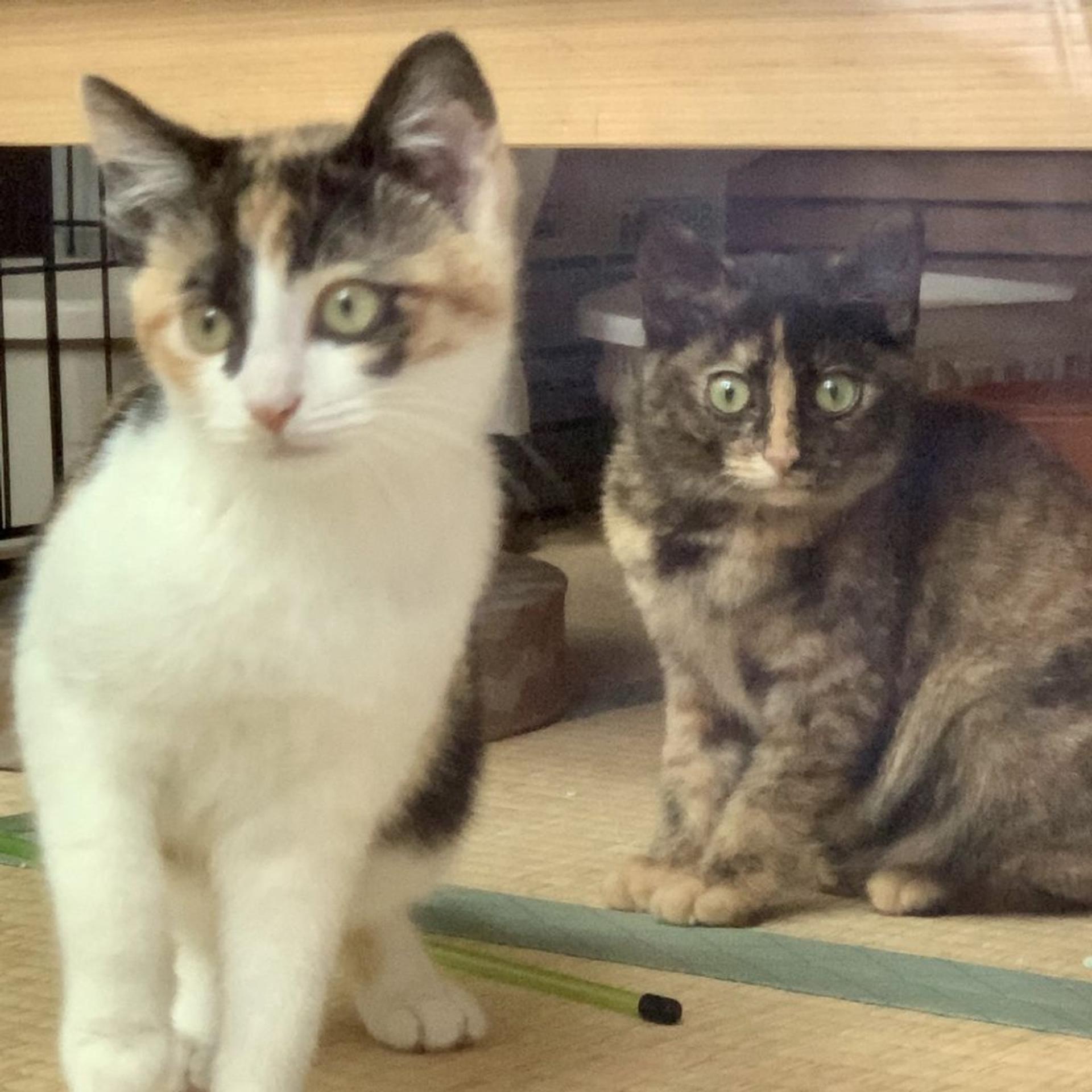 pet-image-3