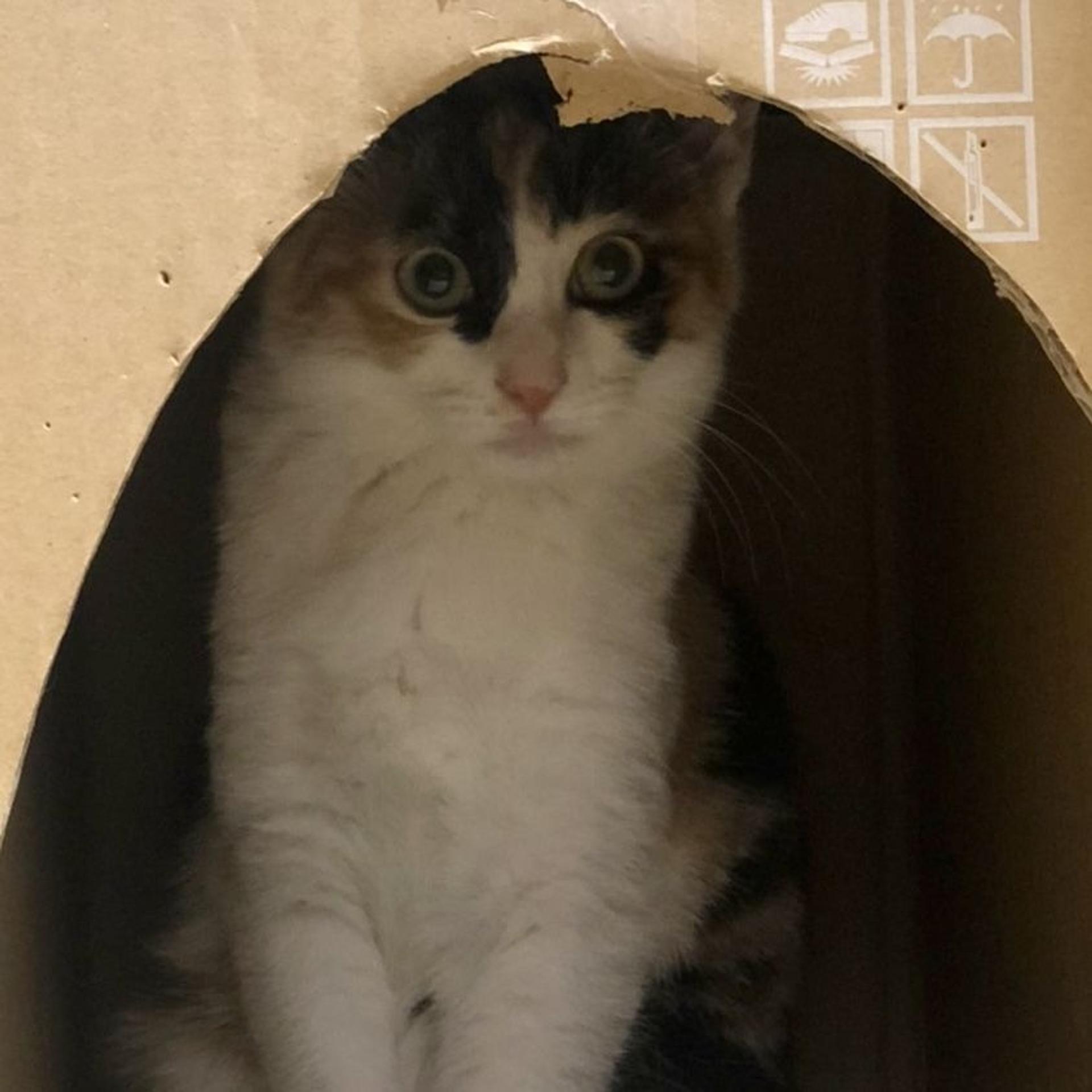pet-image-6