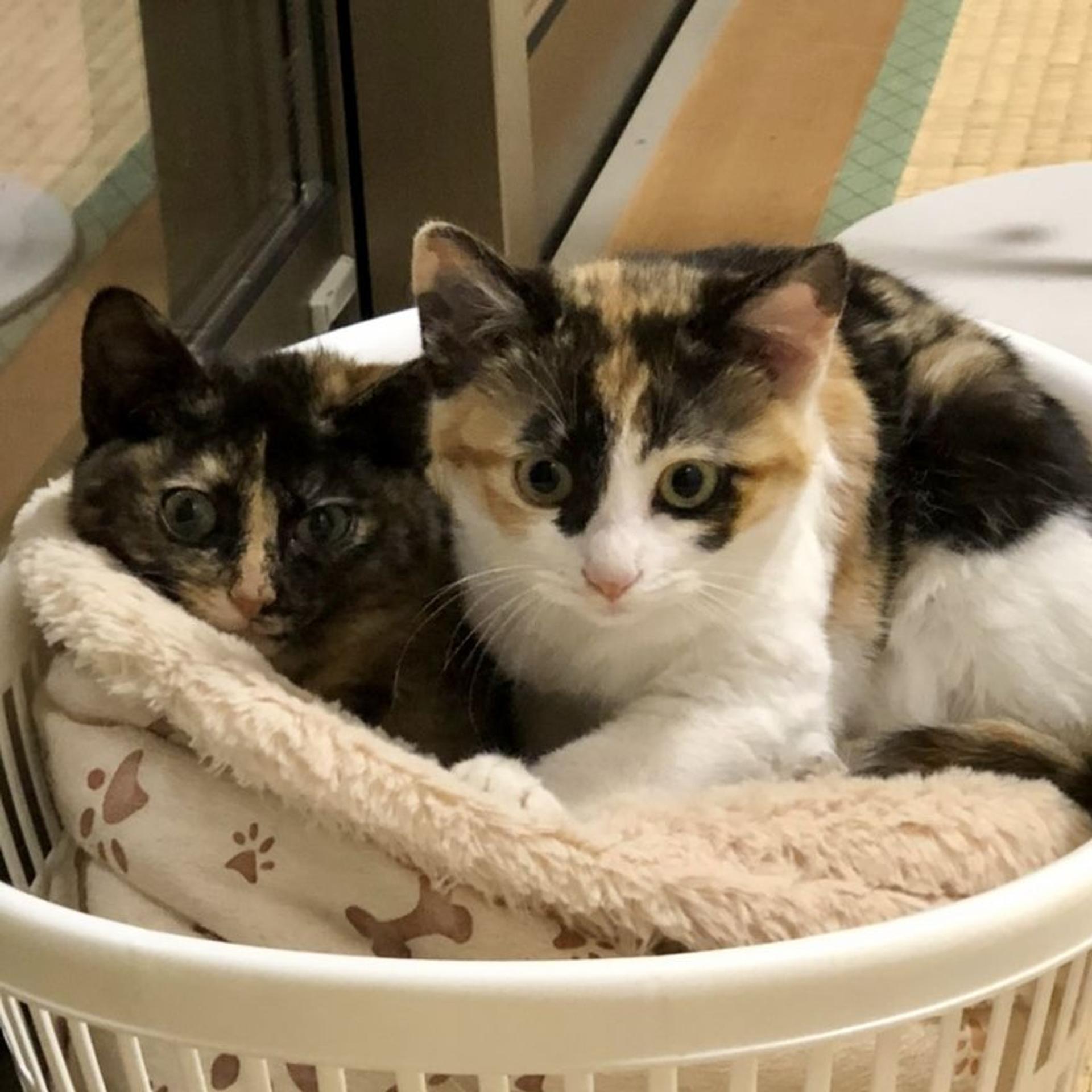 pet-image-9