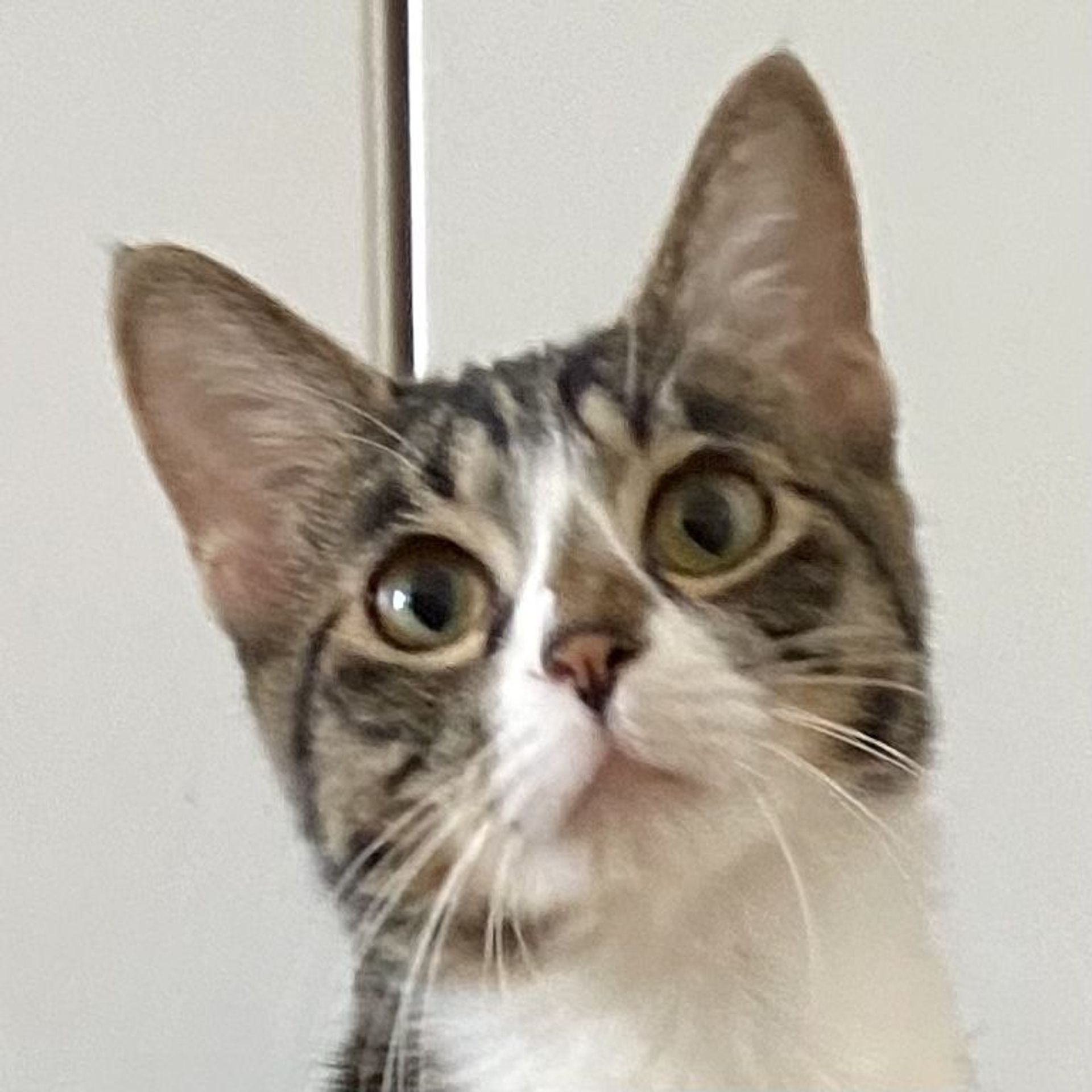 雑種（ミックス猫）・メスの里親募集の写真