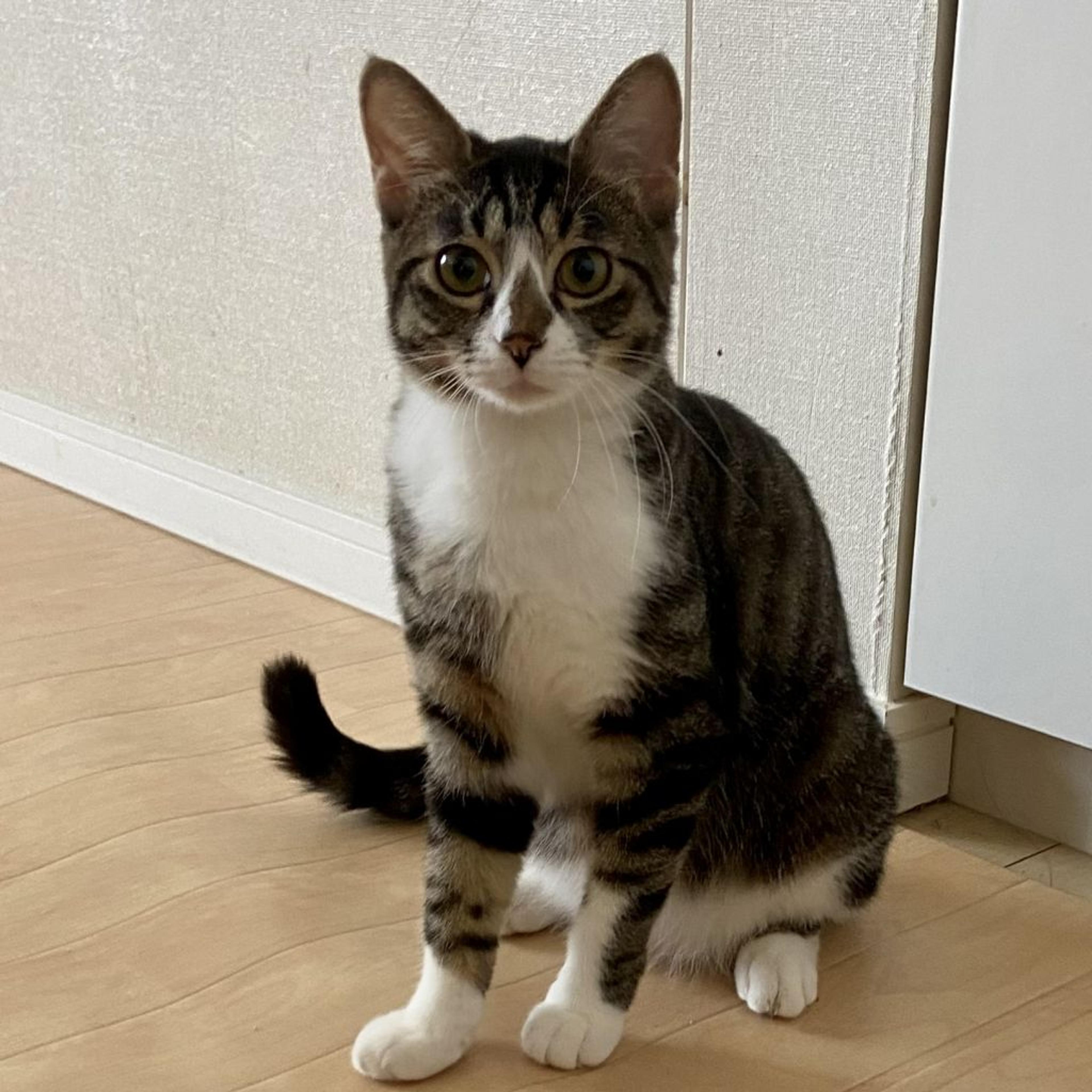 pet-image-3