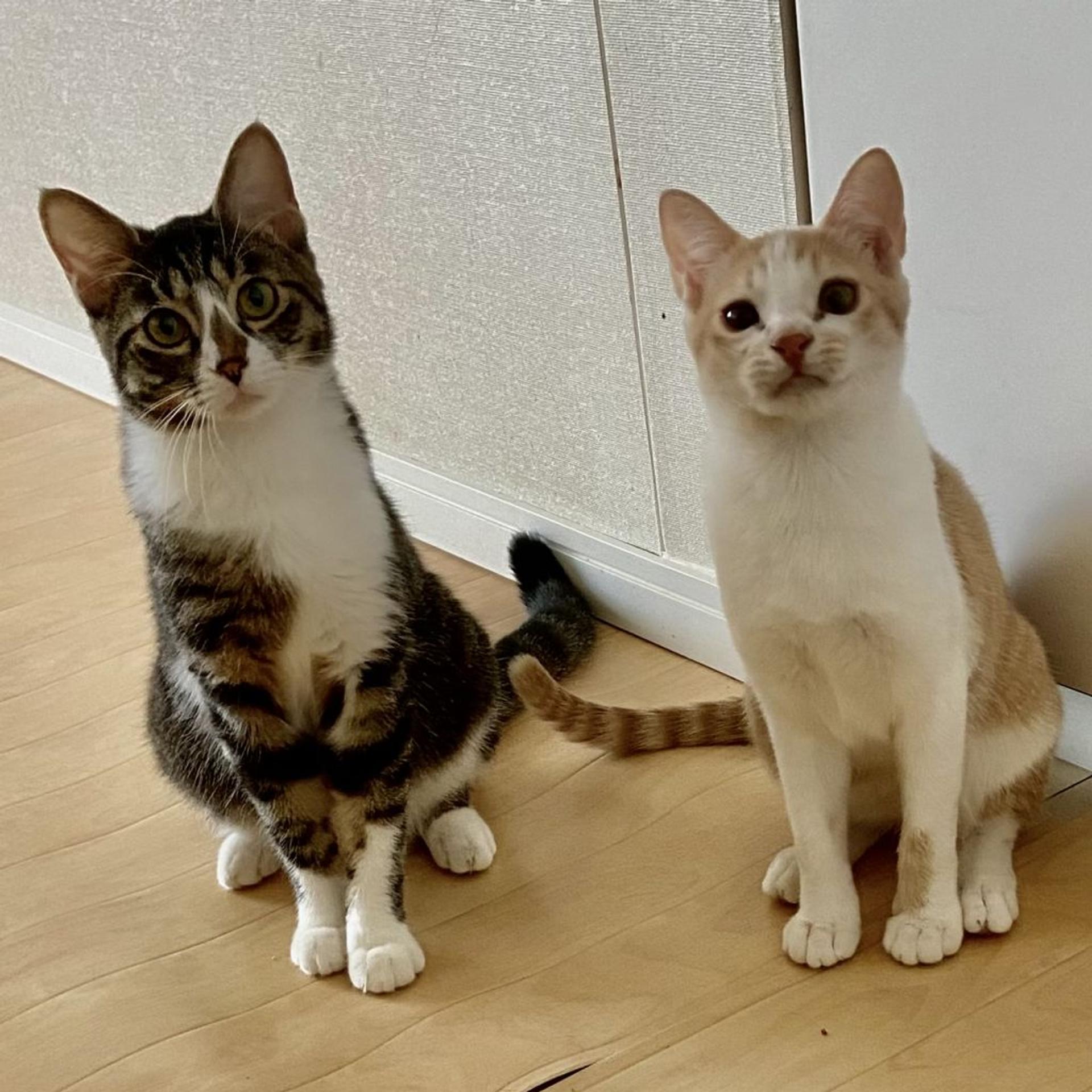 pet-image-4