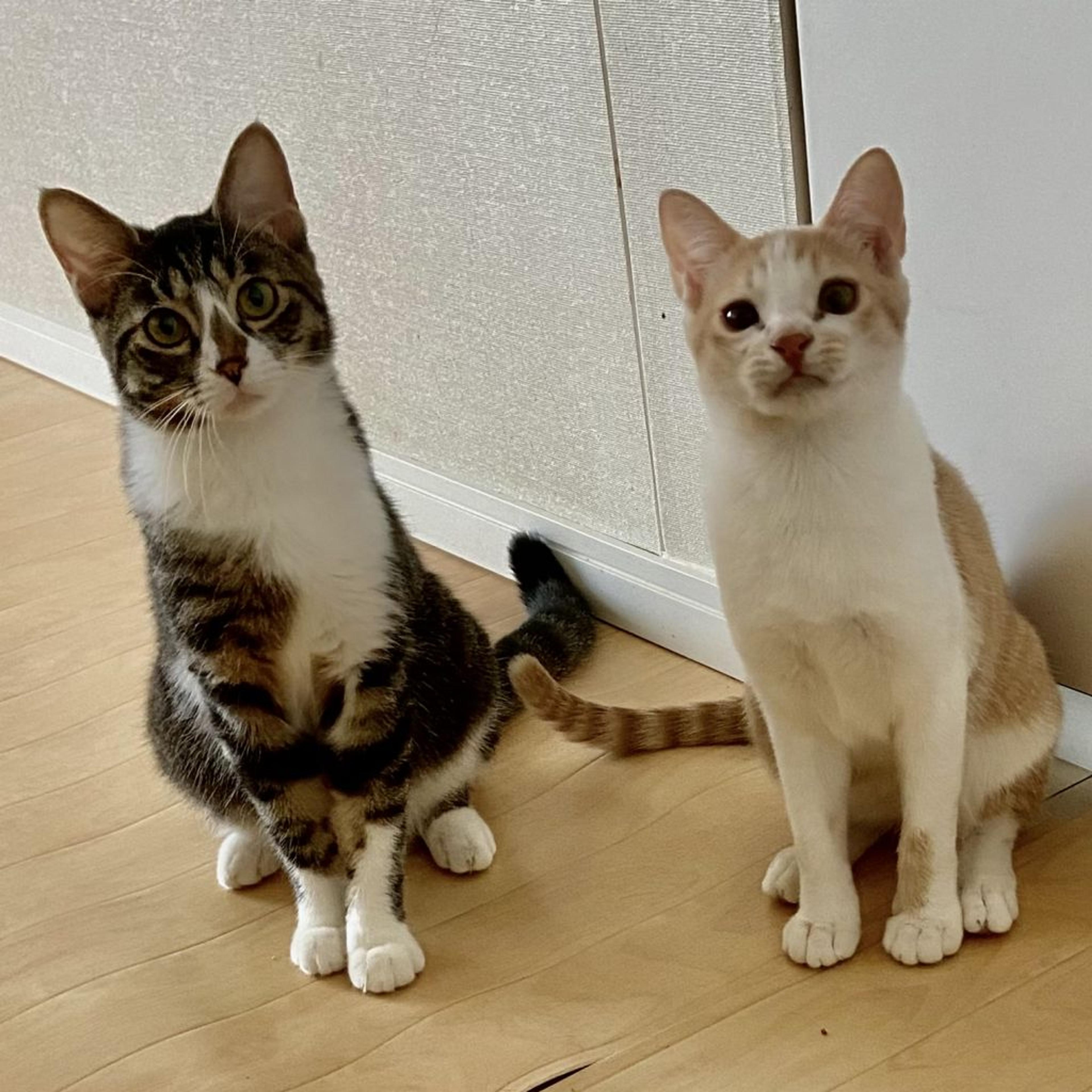 pet-image-4