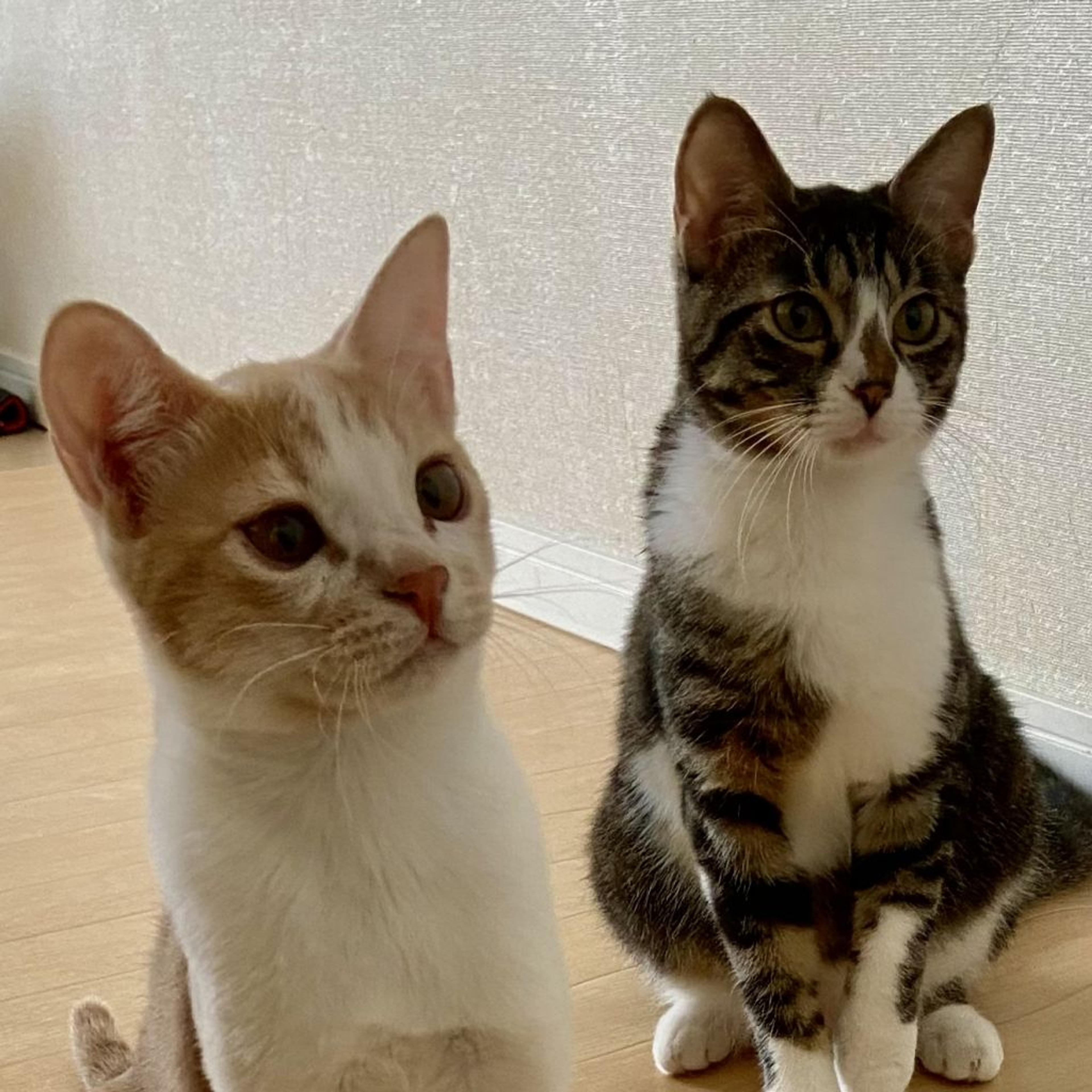 pet-image-5