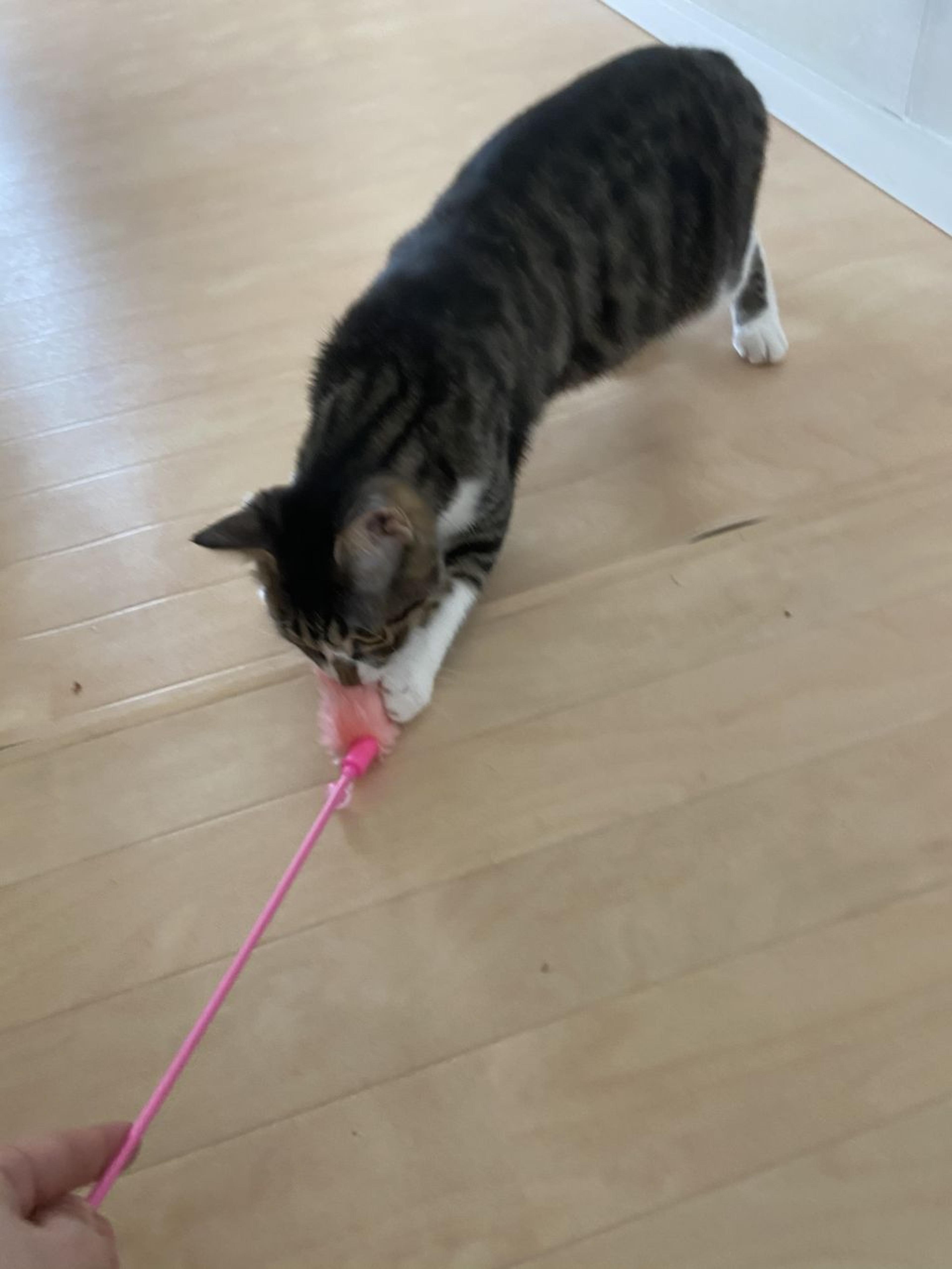 pet-image-9