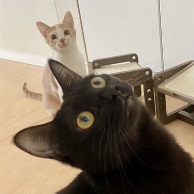 ジジコの写真