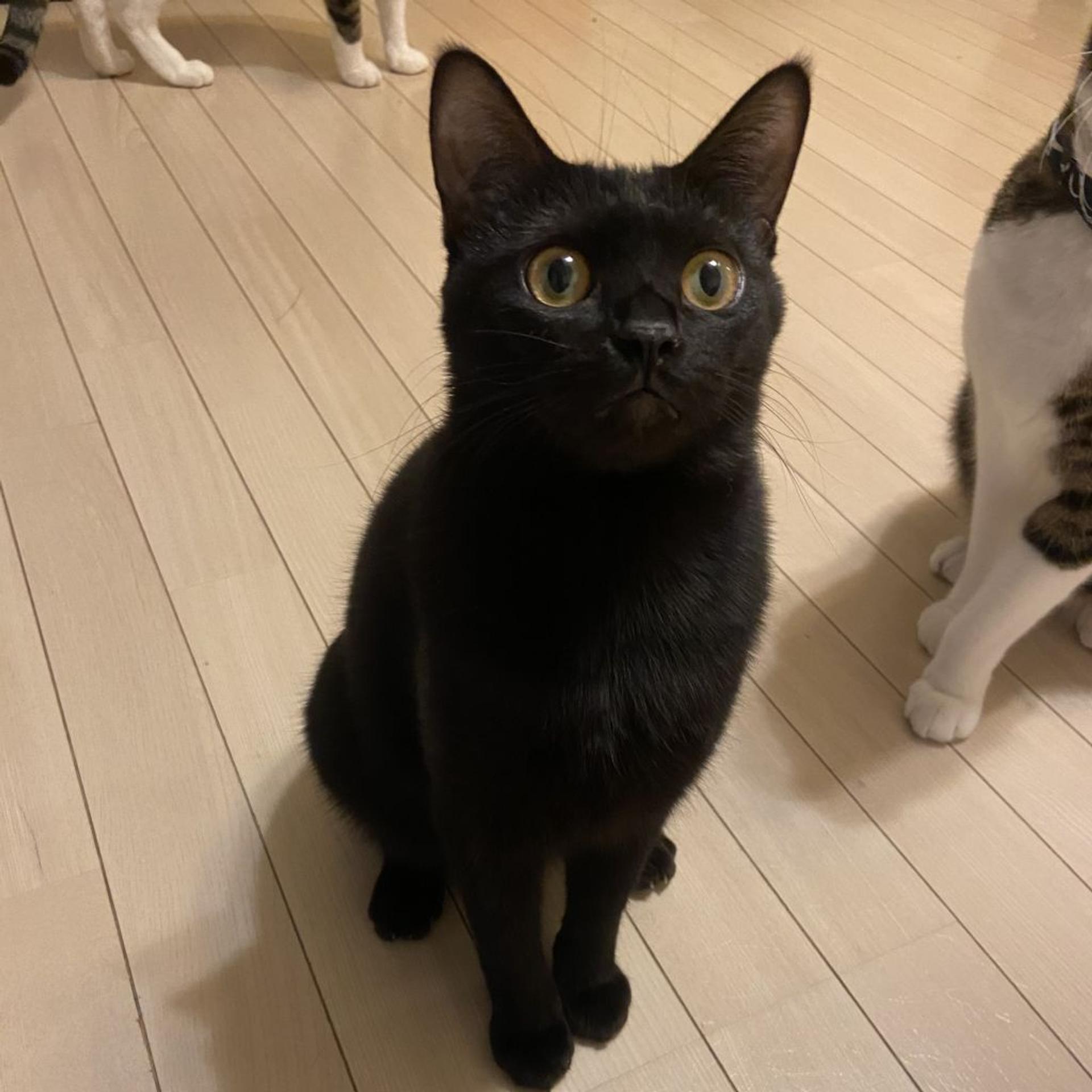 pet-image-7