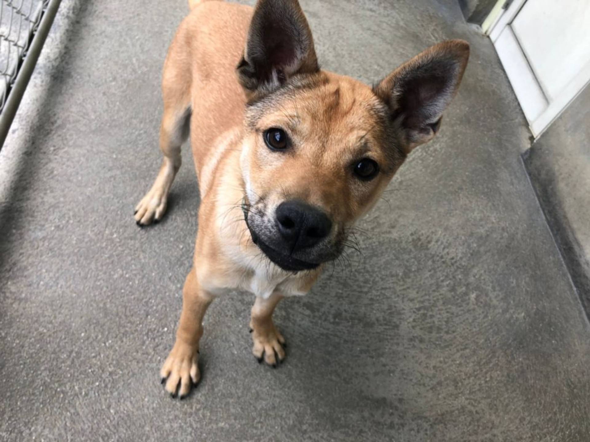 雑種（ミックス犬）・オスの里親募集の写真