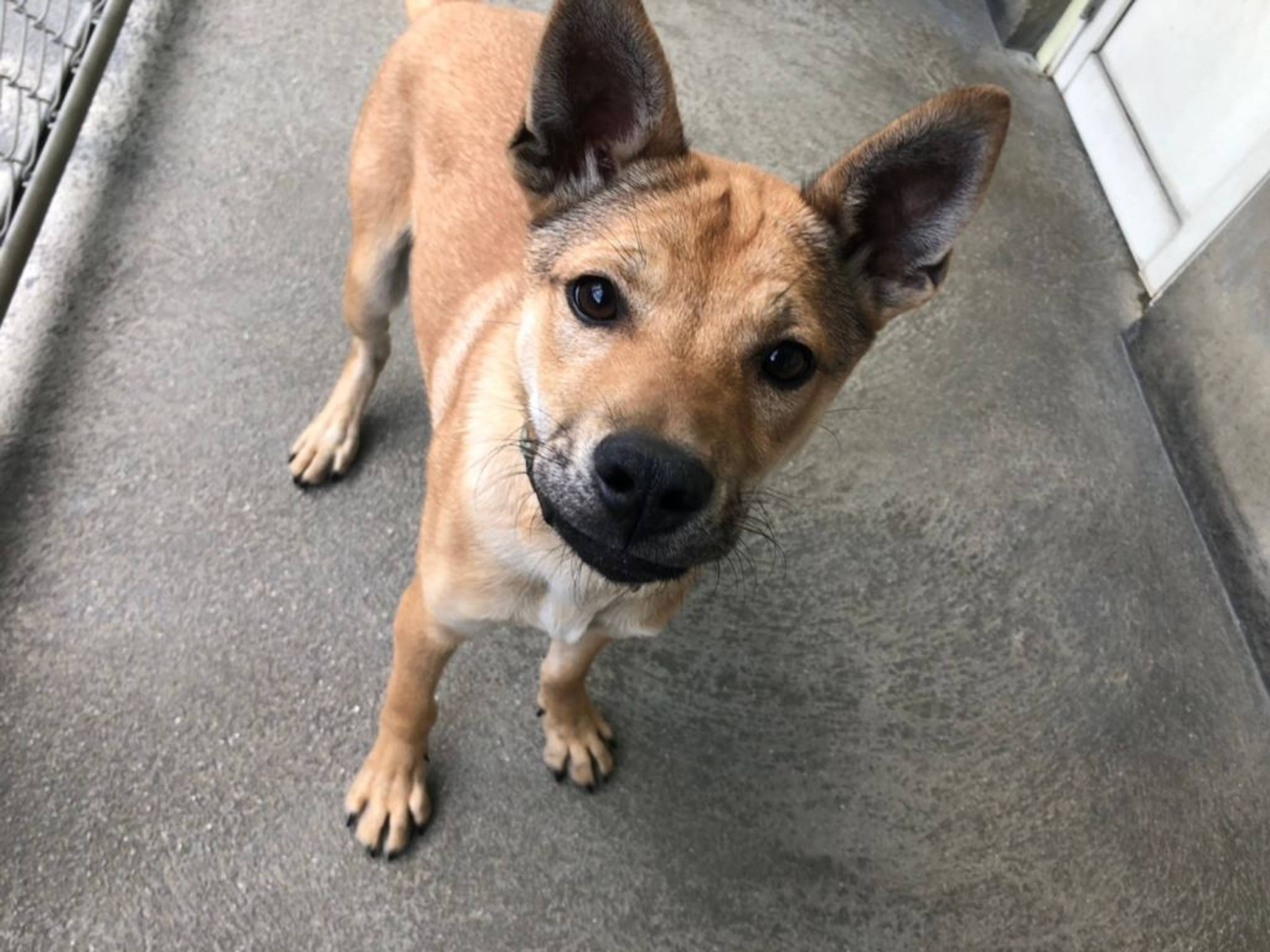 雑種（ミックス犬）・オスの里親募集の写真