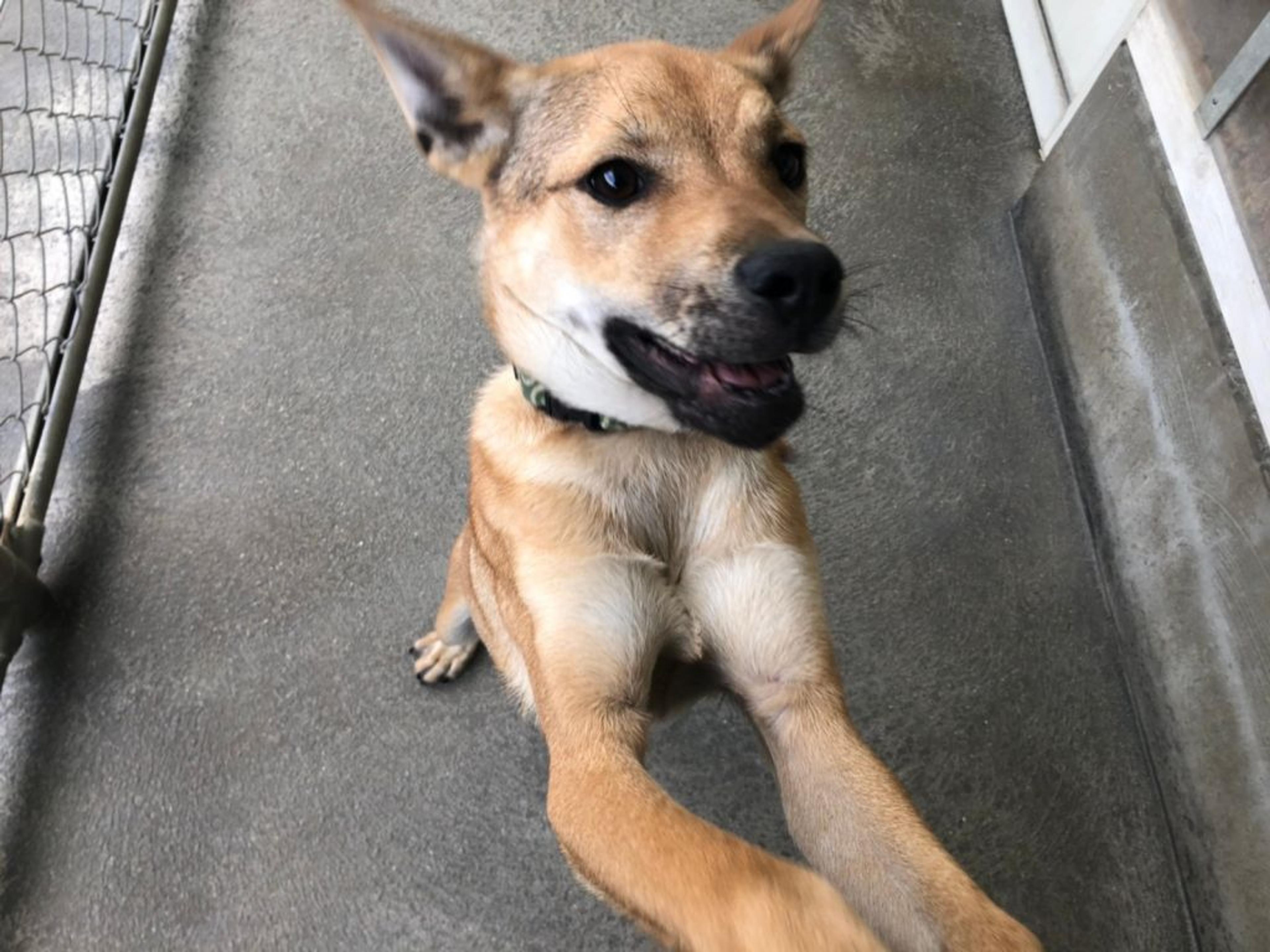 pet-image-3