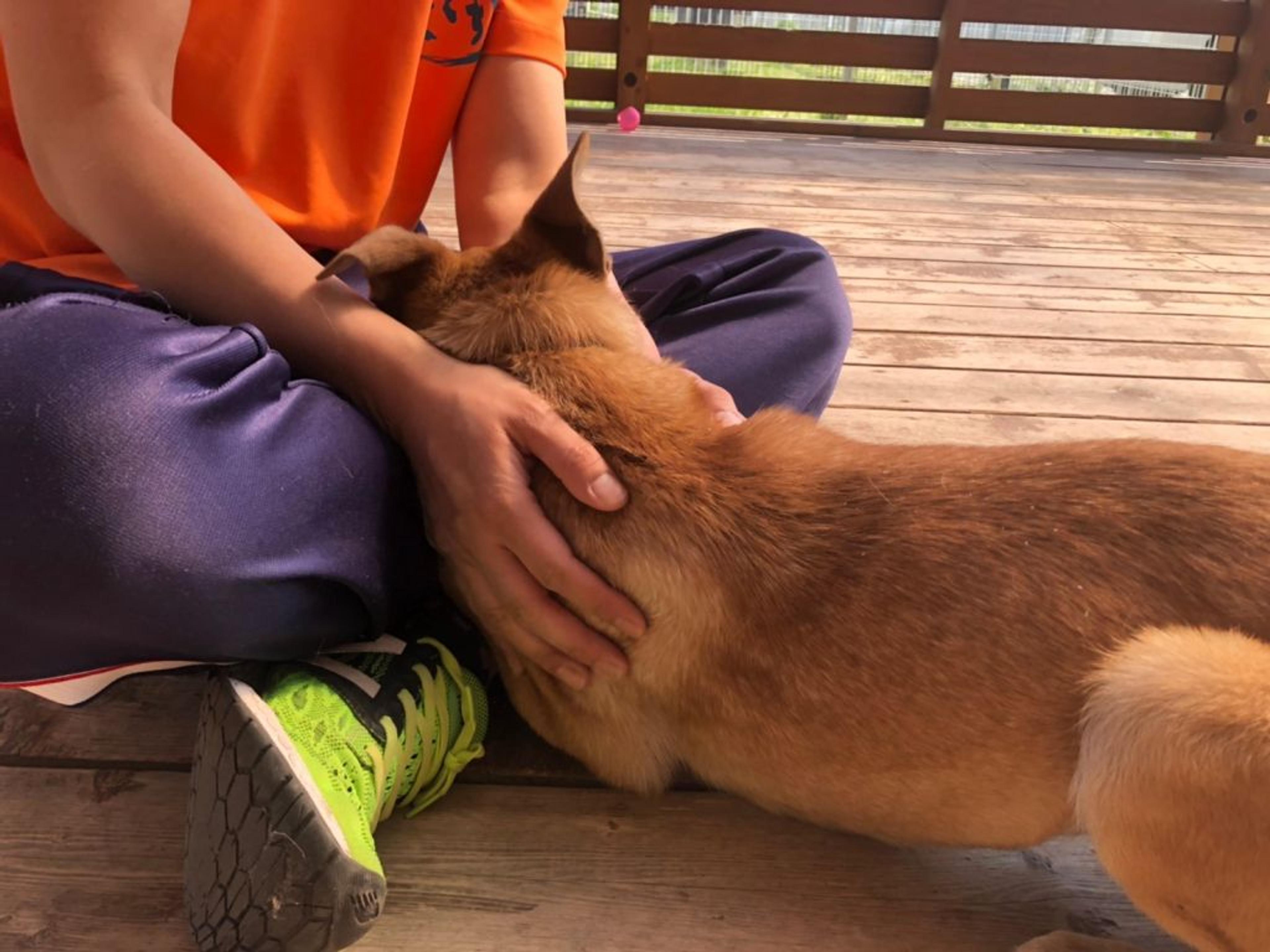pet-image-8