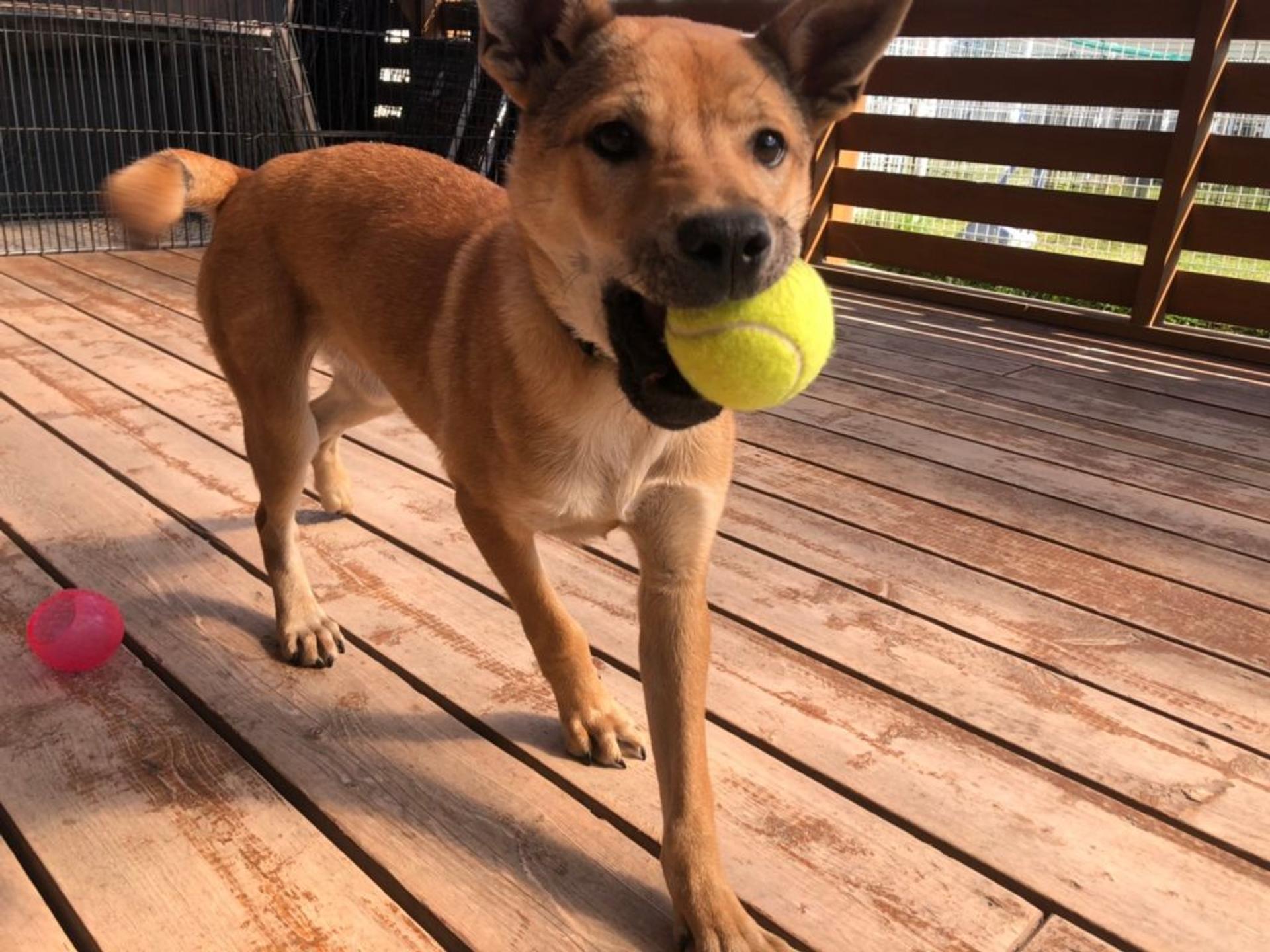 pet-image-9