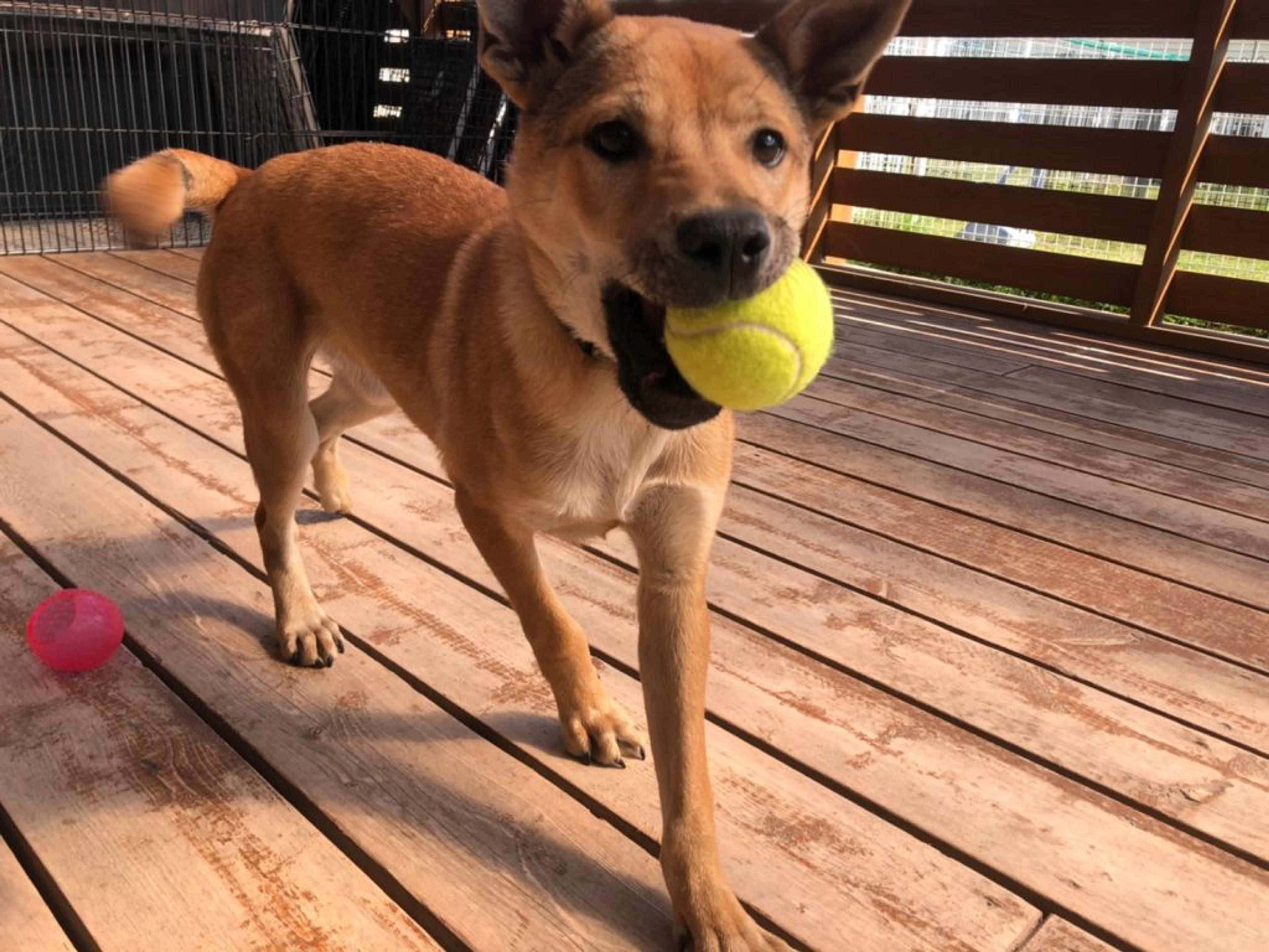 pet-image-9