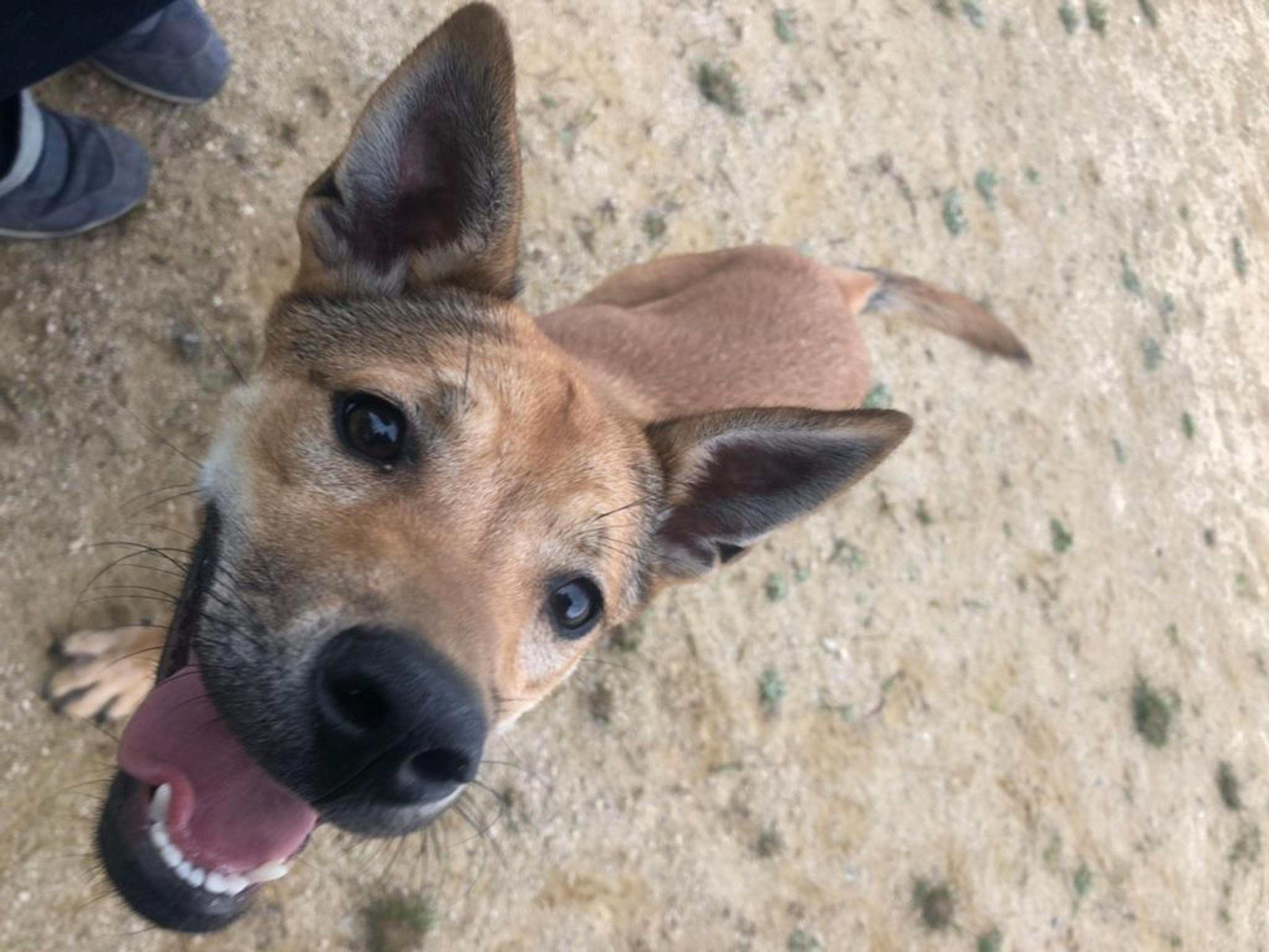 pet-image-2