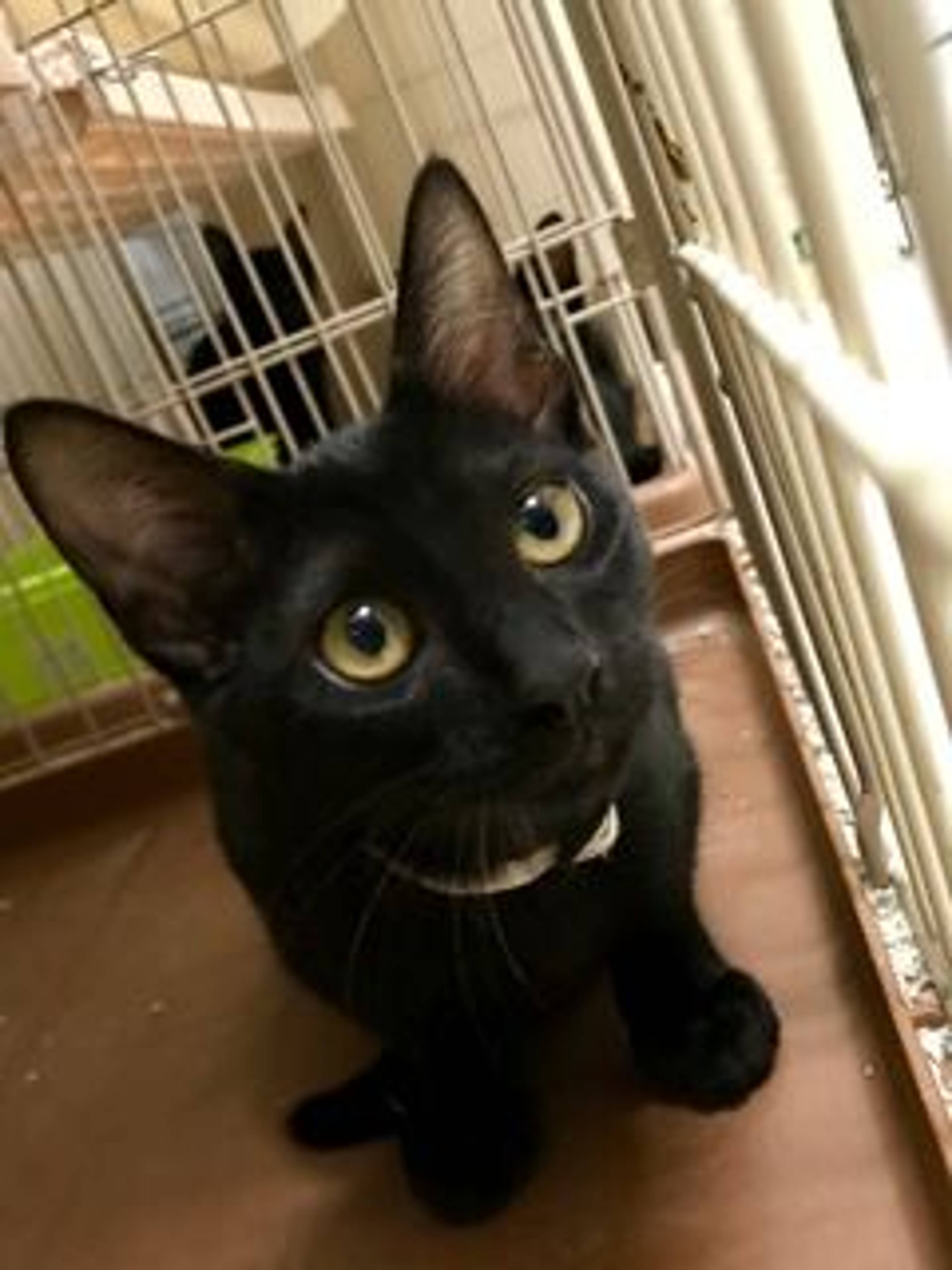 雑種（ミックス猫）・メスの里親募集の写真
