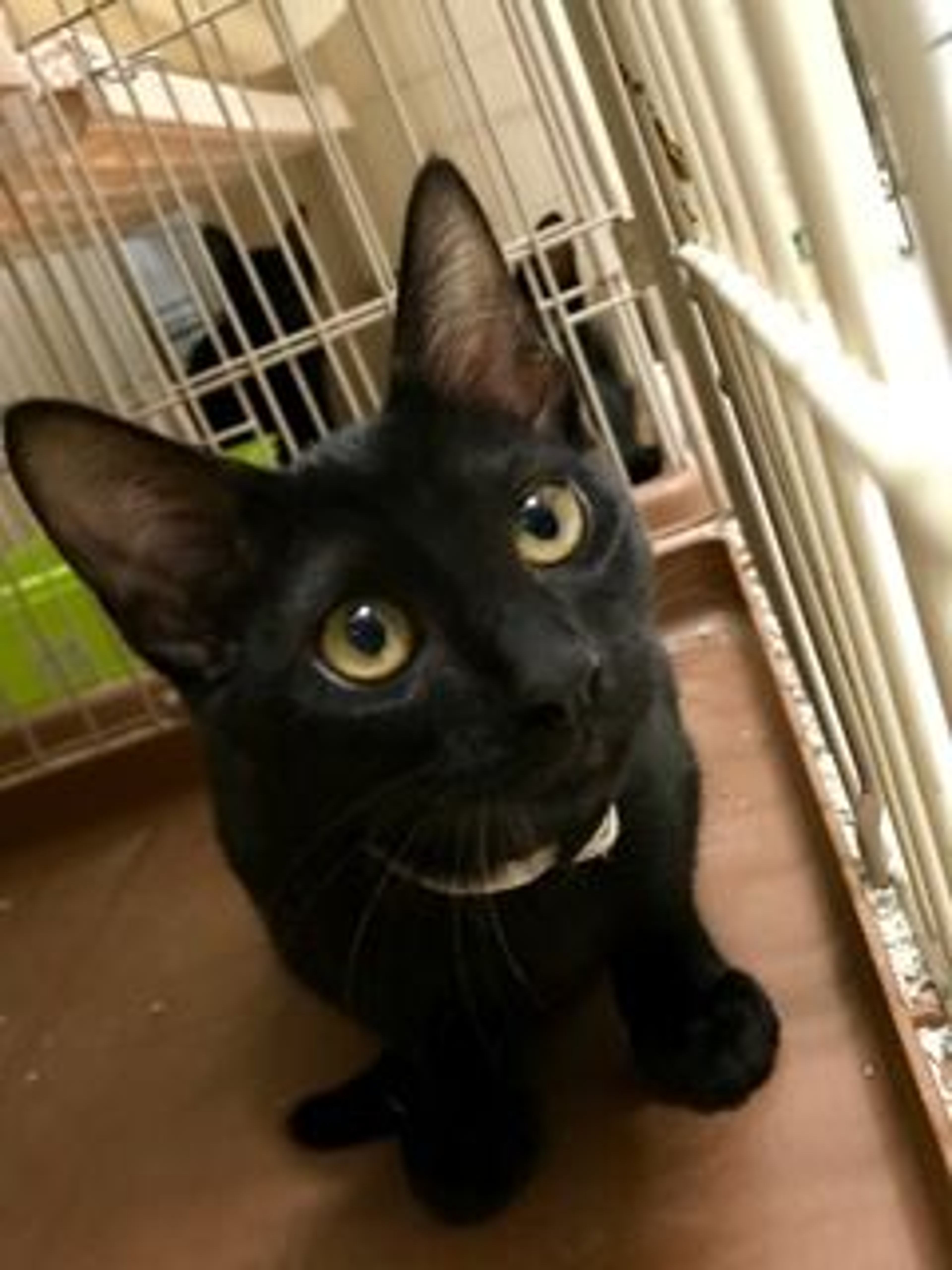 雑種（ミックス猫）・メスの里親募集の写真