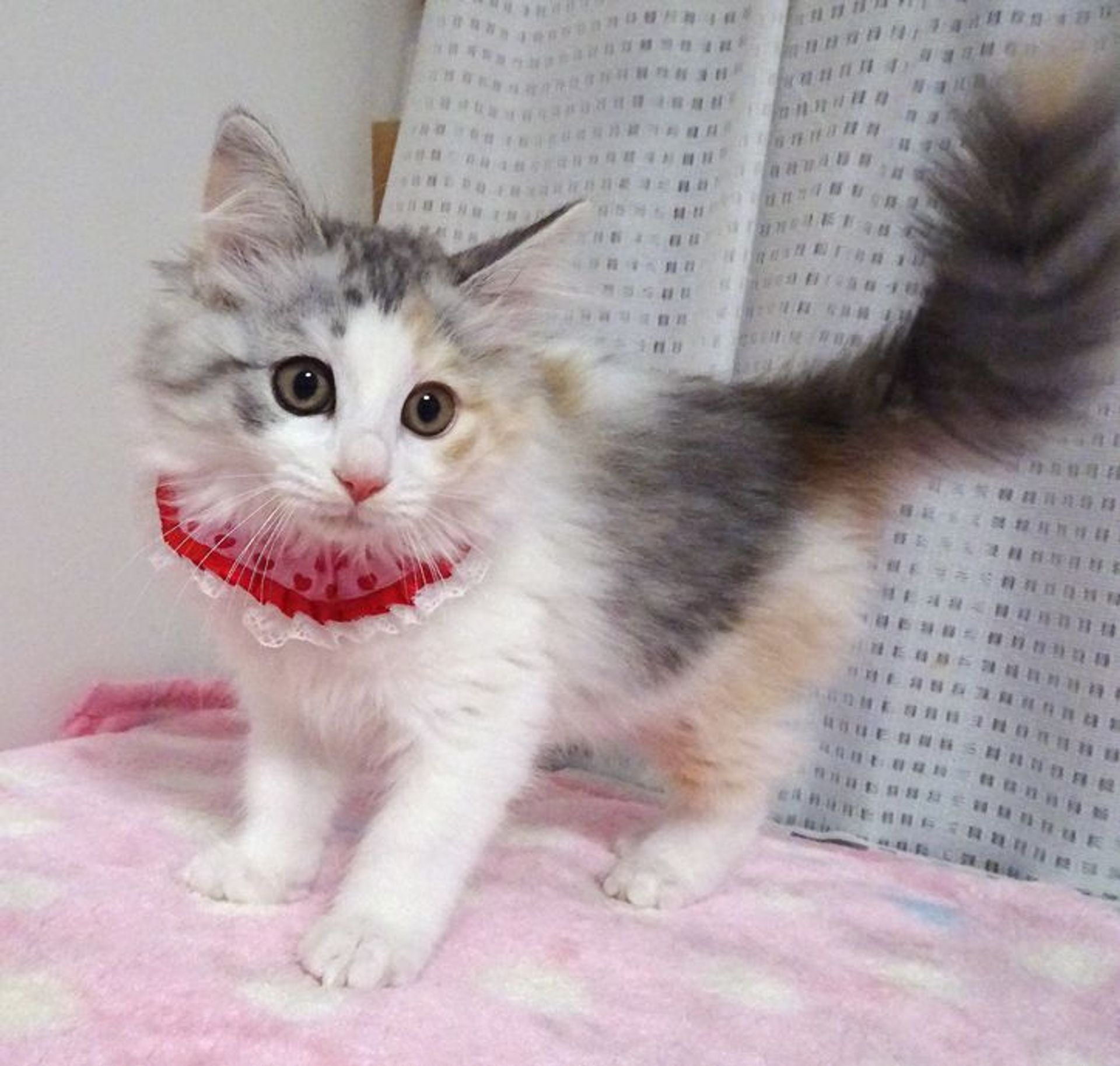 雑種（ミックス猫）・メスの里親募集の写真