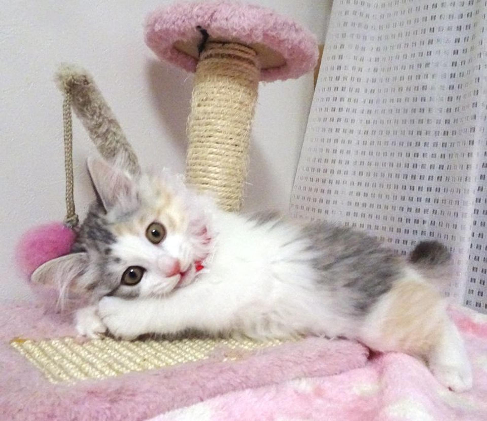 pet-image-2