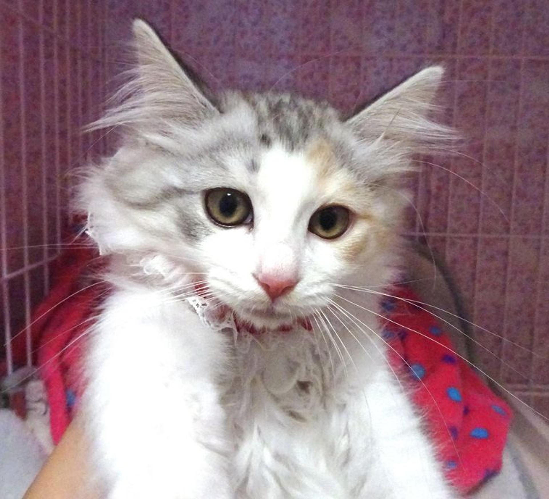 pet-image-4