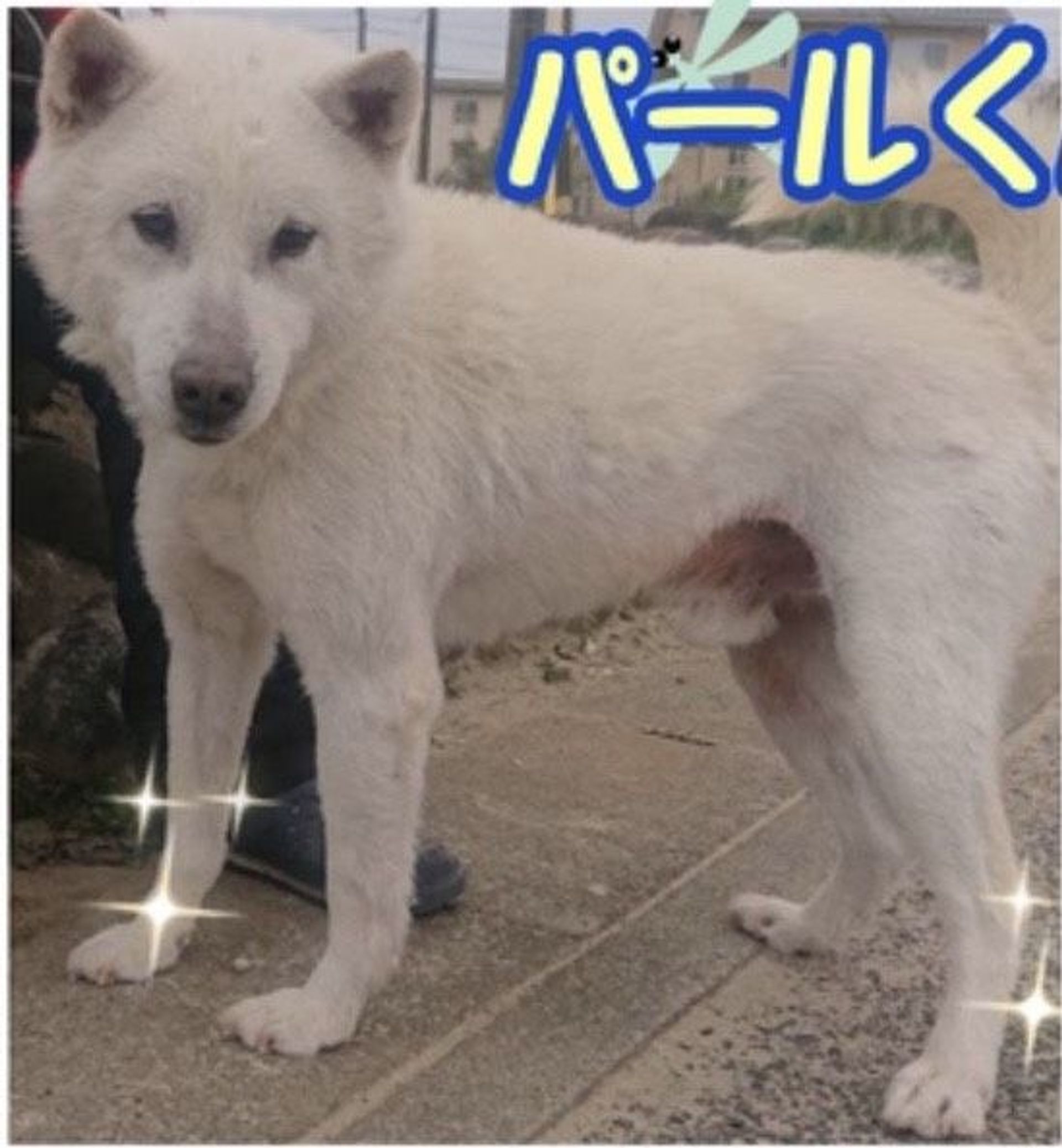 紀州犬・オスの里親募集の写真