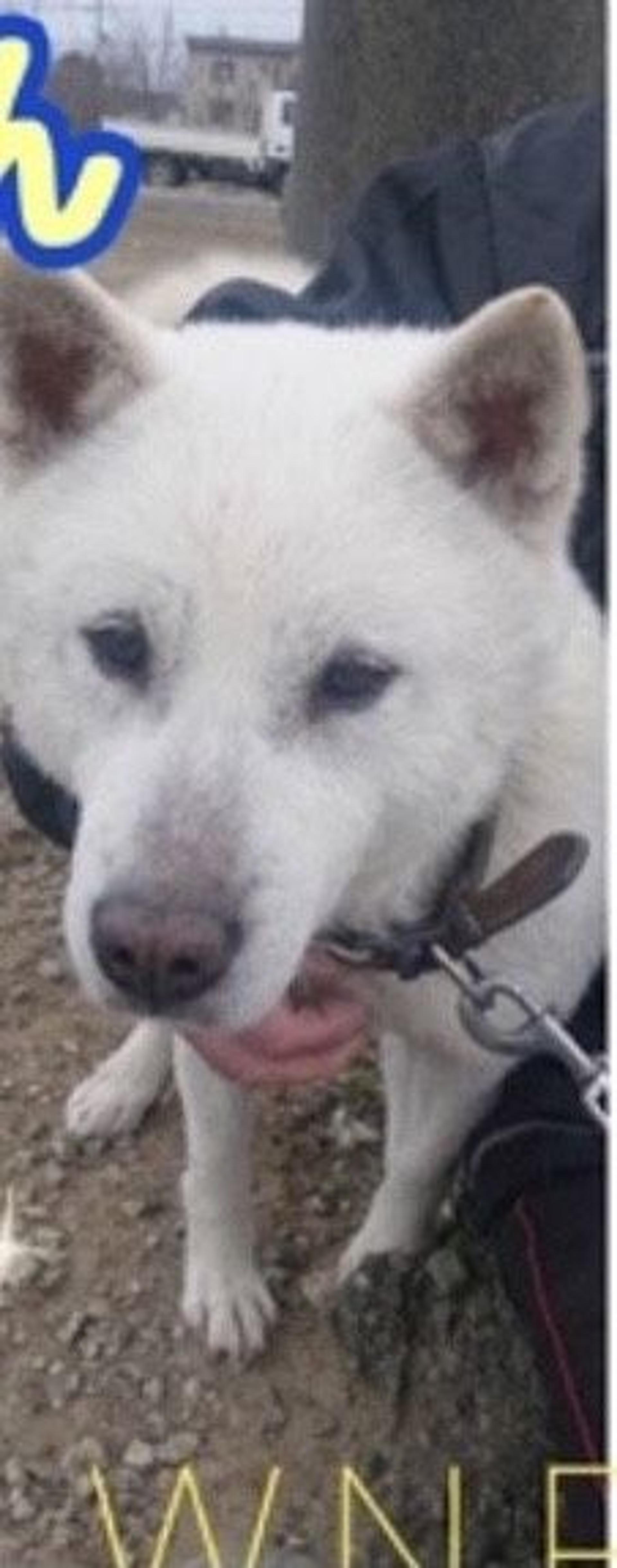 pet-image-2