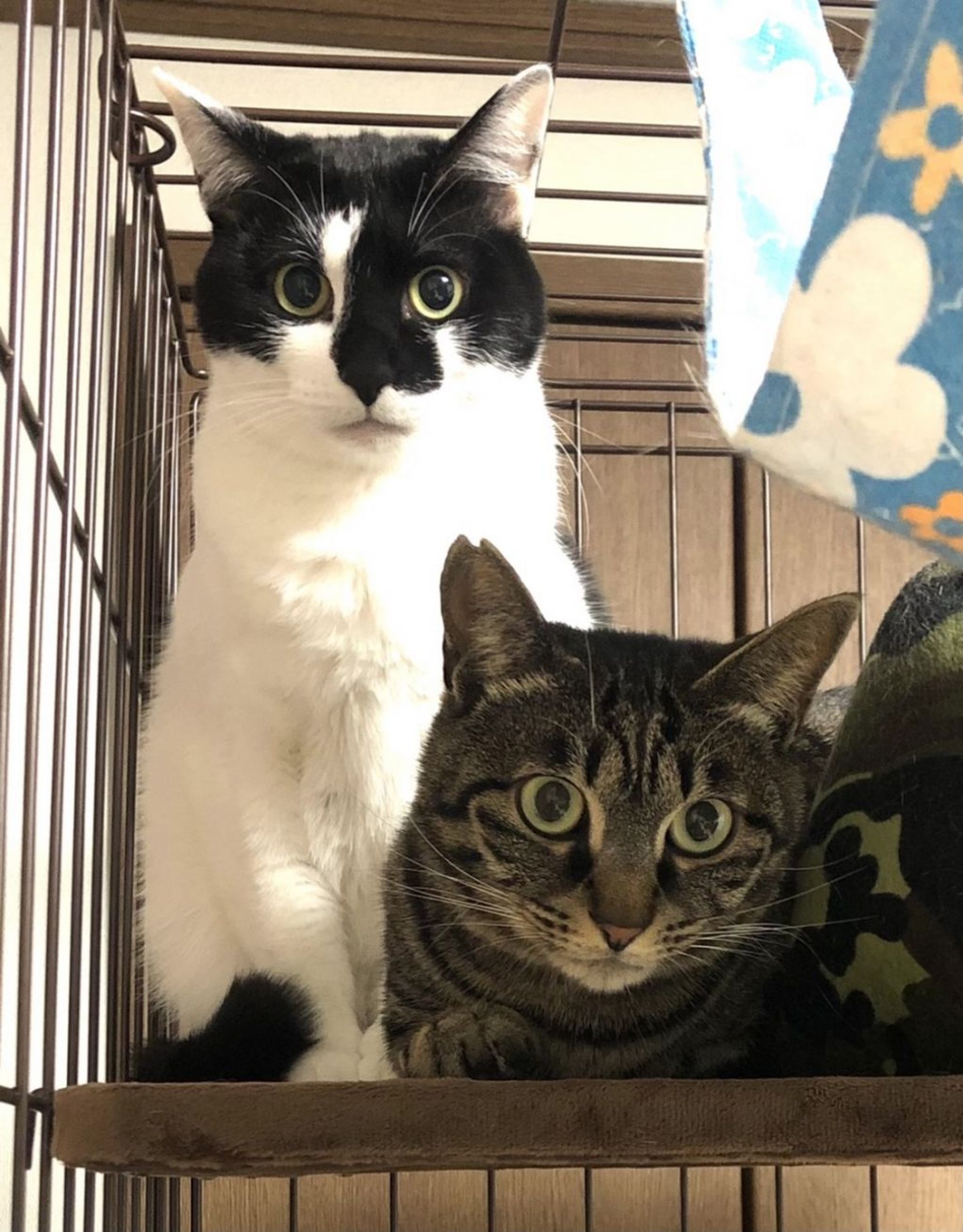 日本猫・メスの里親募集の写真