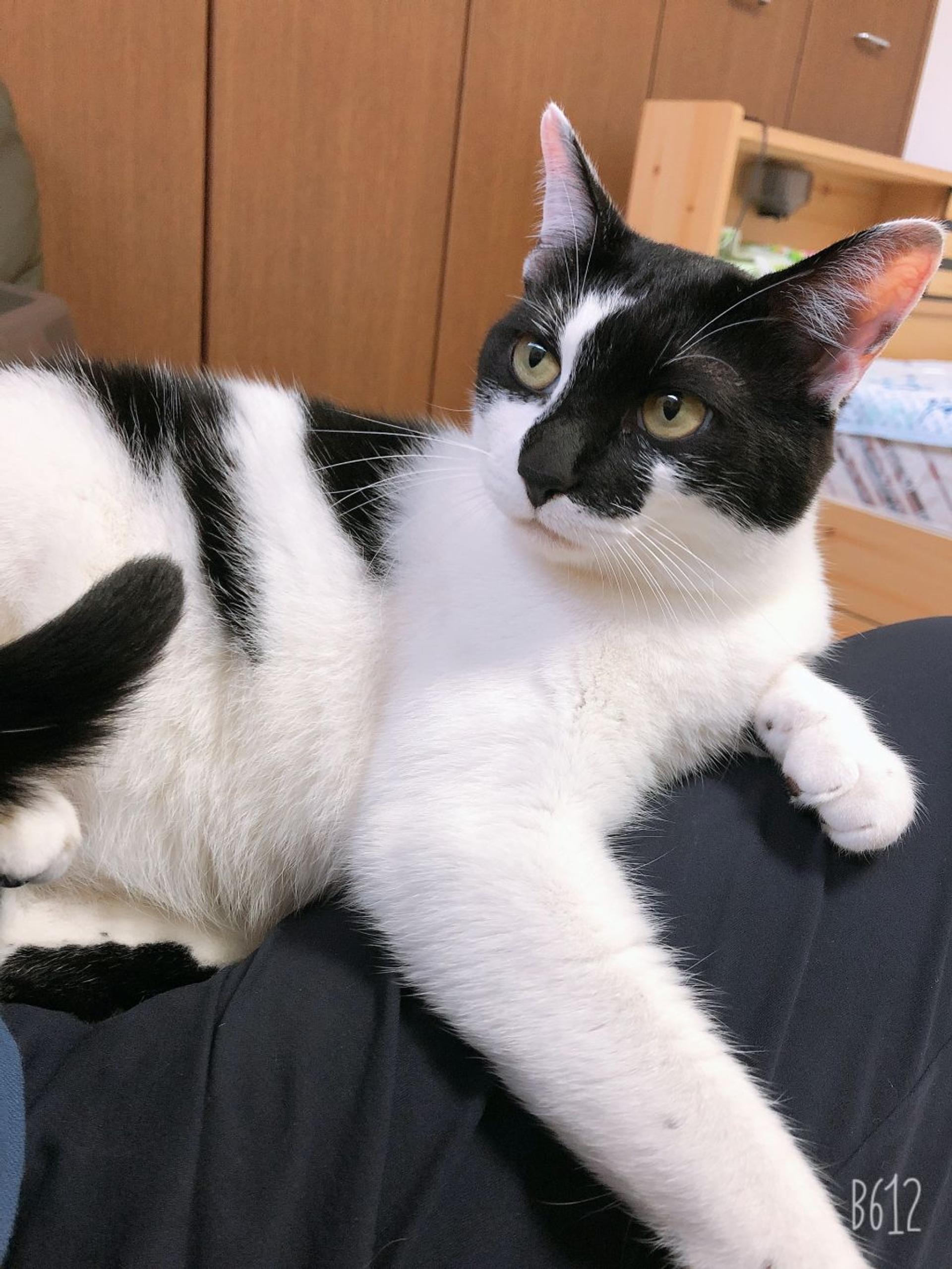 pet-image-2