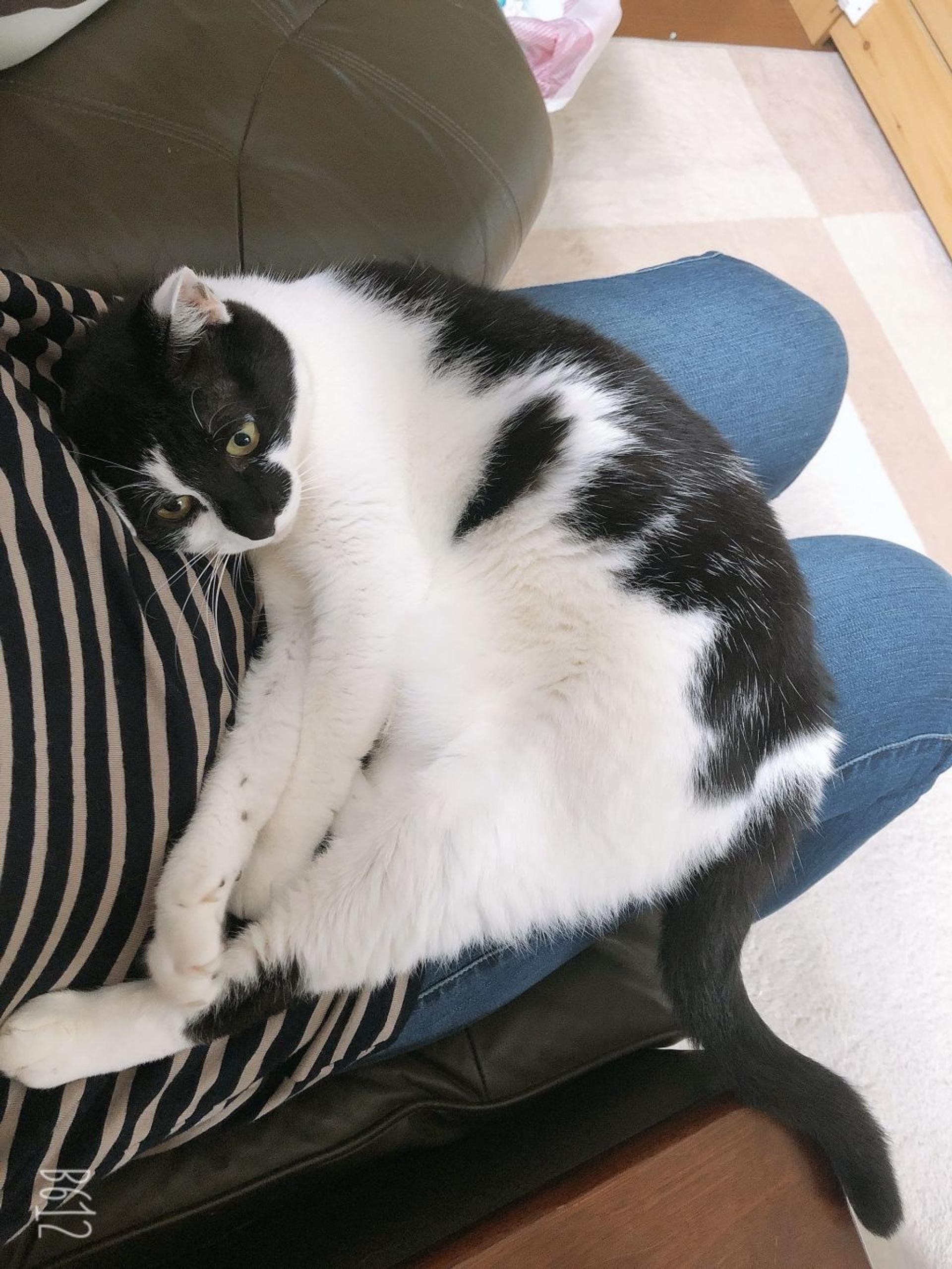 pet-image-4