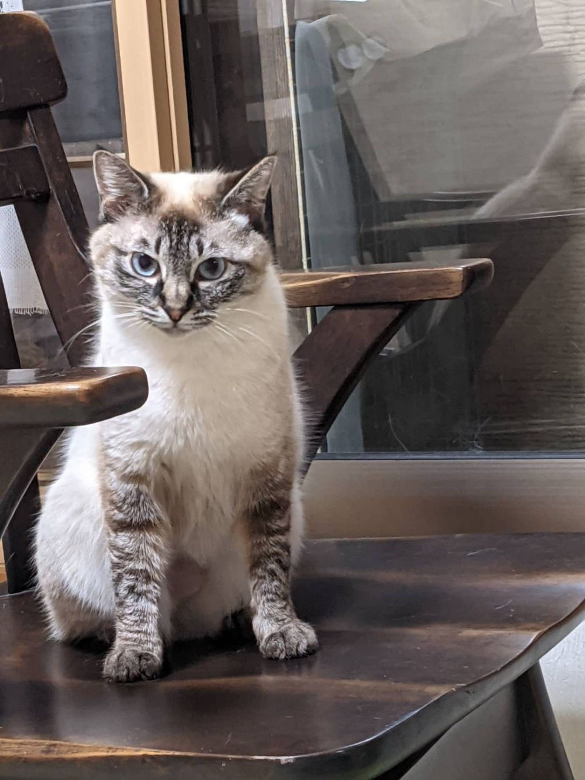 雑種（ミックス猫）・メスの里親募集の写真