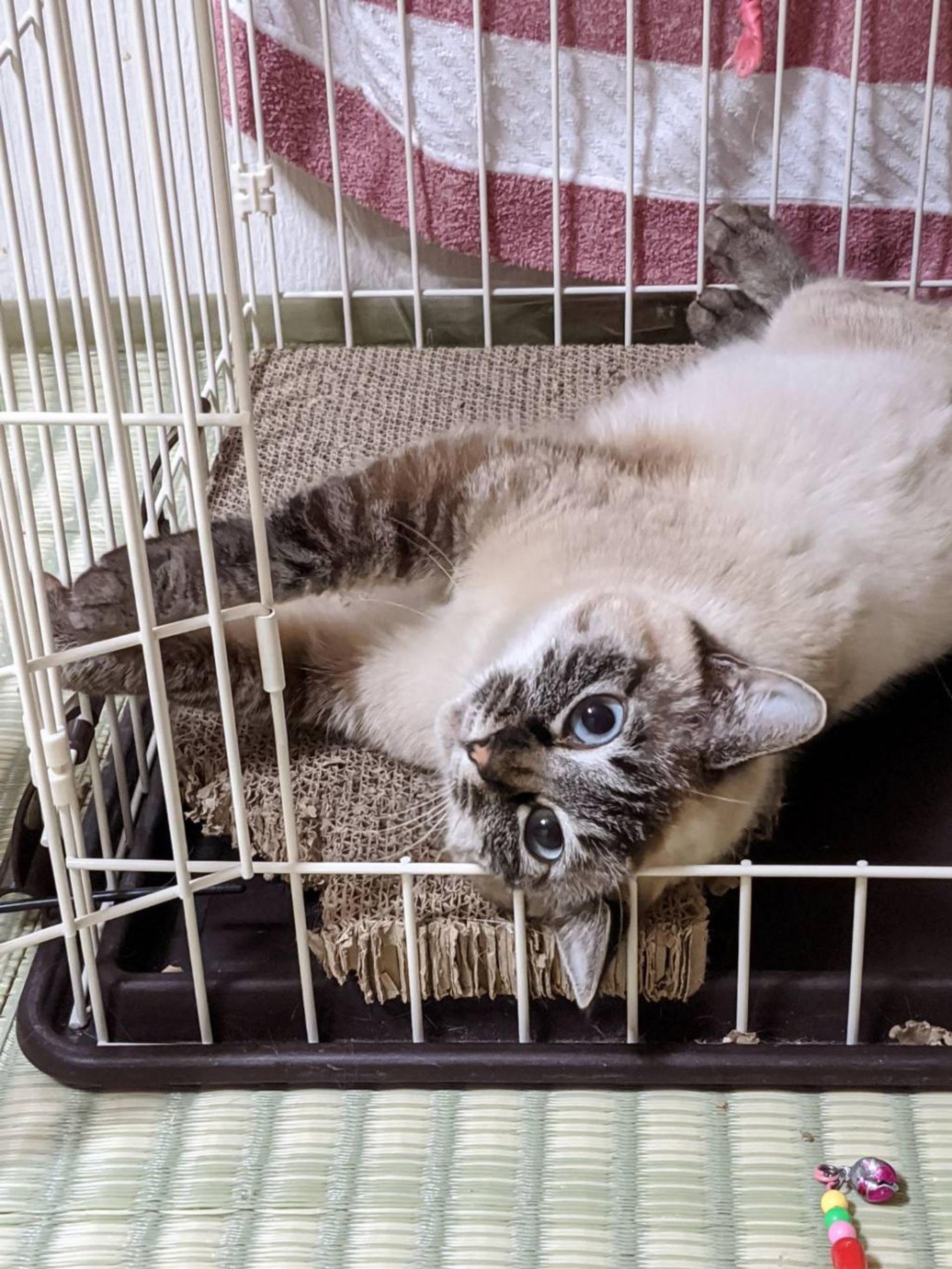 pet-image-2