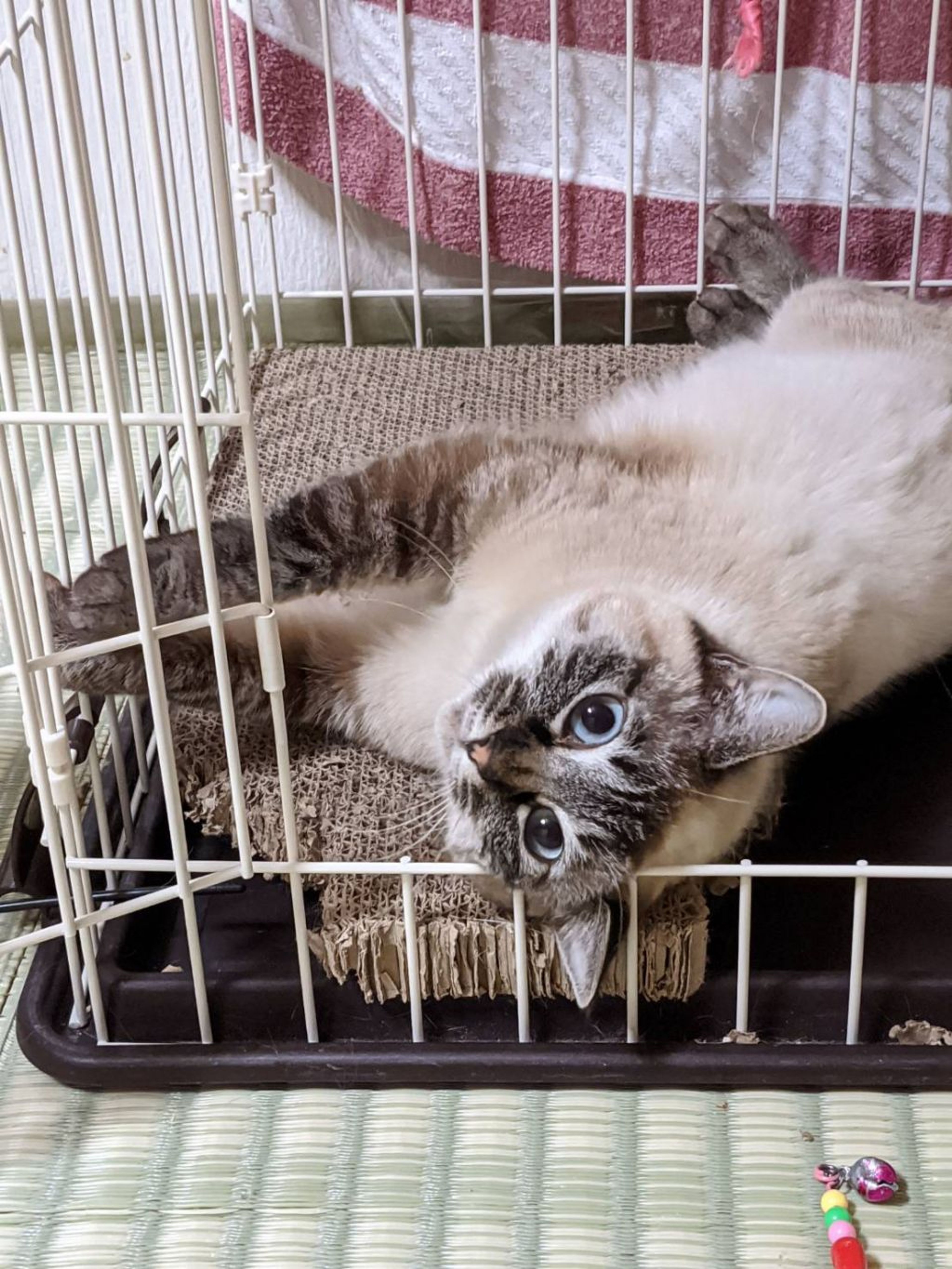 pet-image-2