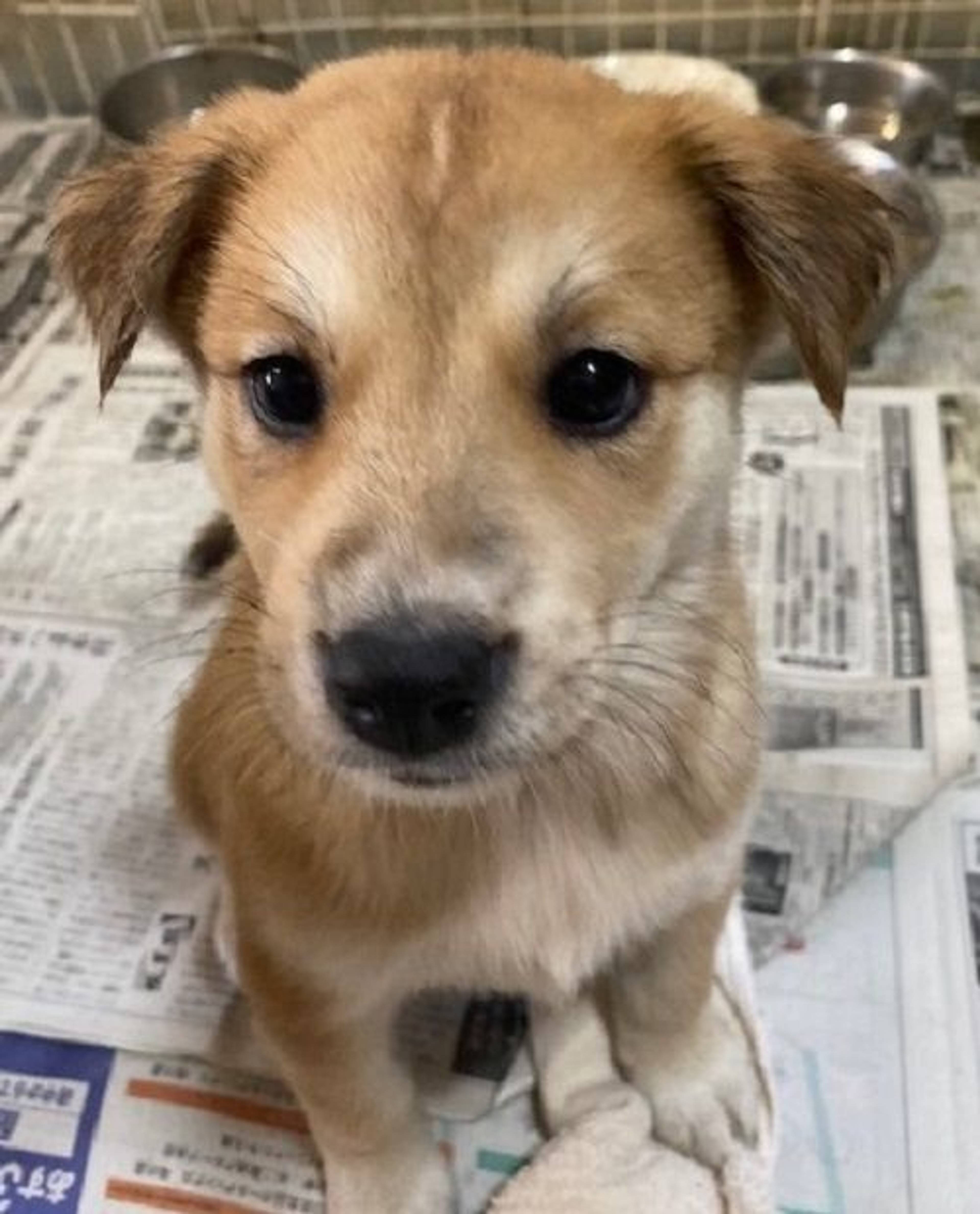雑種（ミックス犬）・メスの里親募集の写真