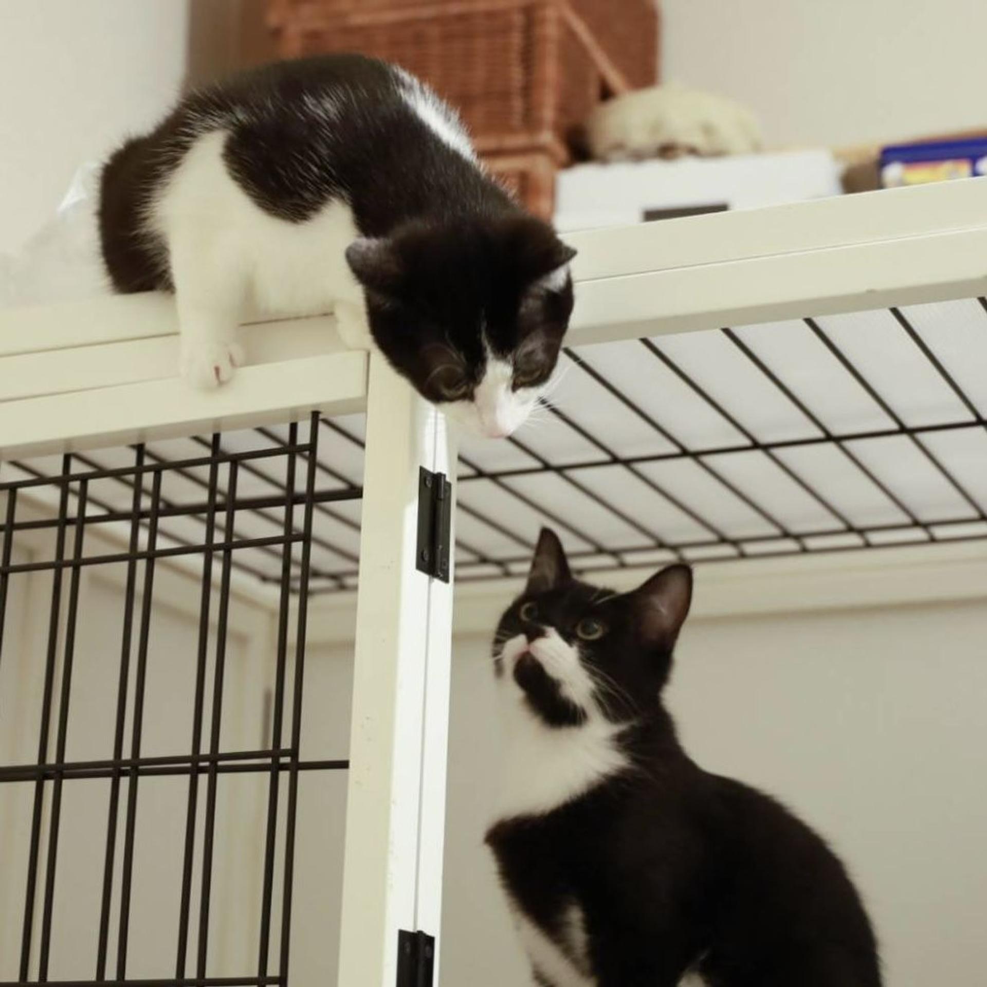 pet-image-4