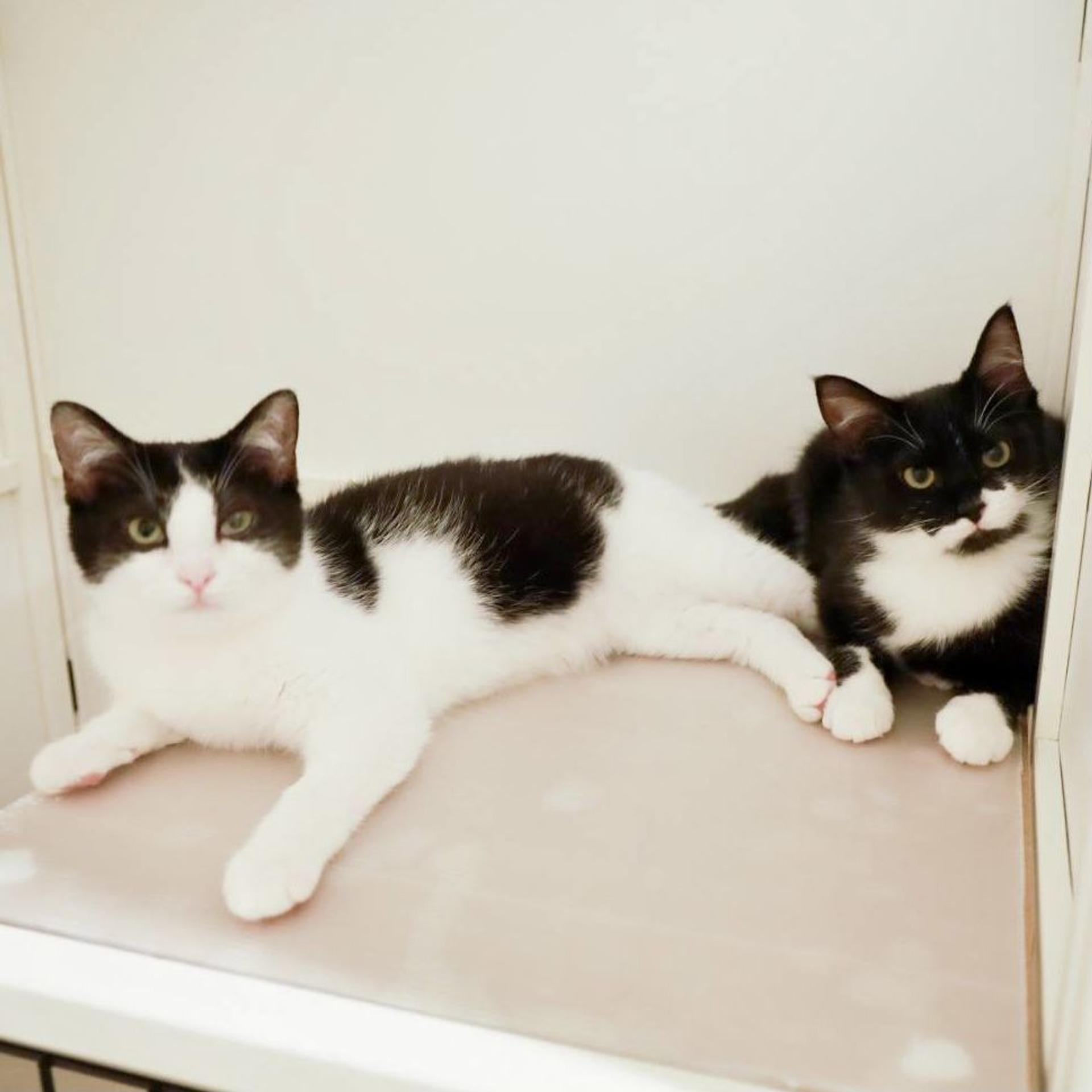 pet-image-5