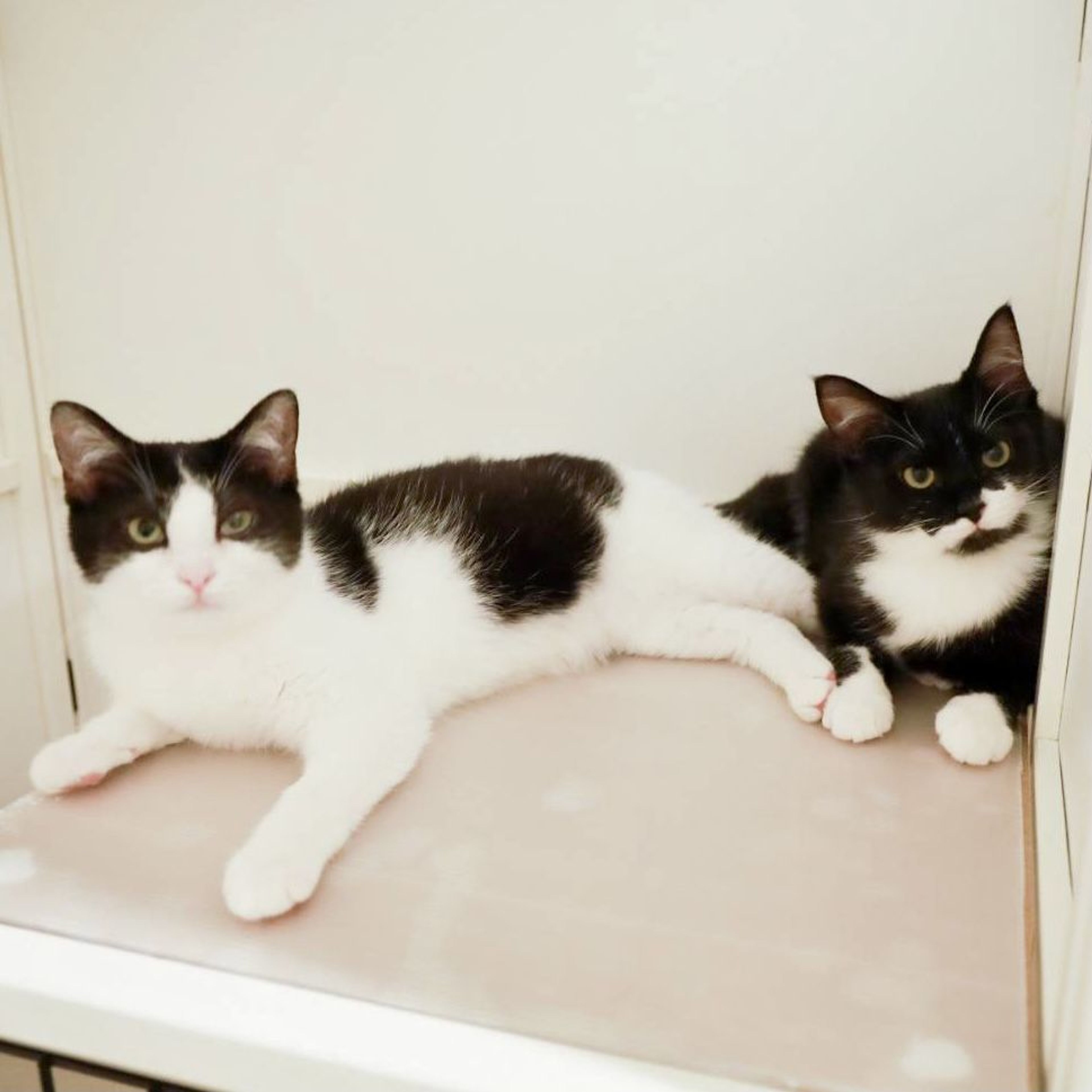 pet-image-5