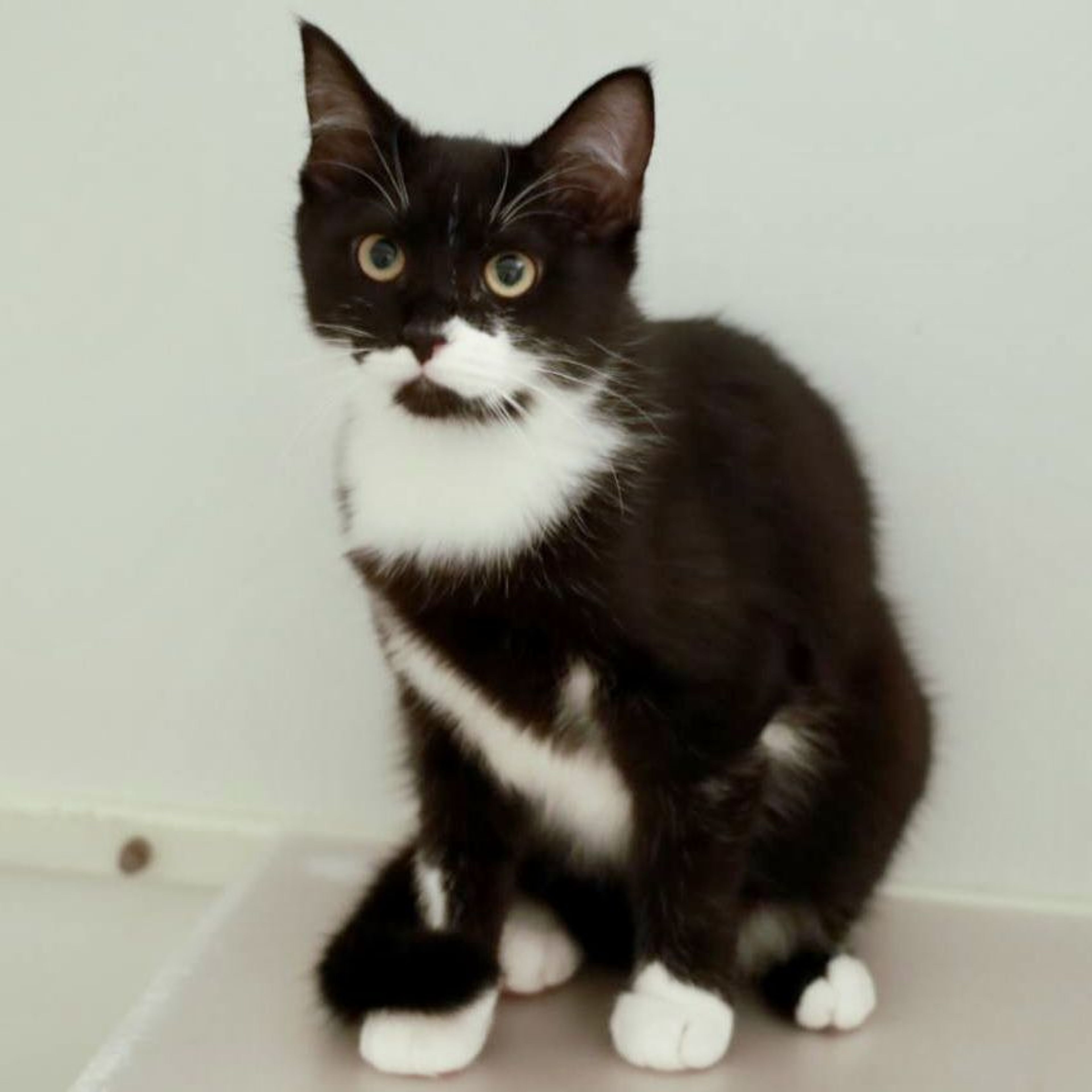 pet-image-8