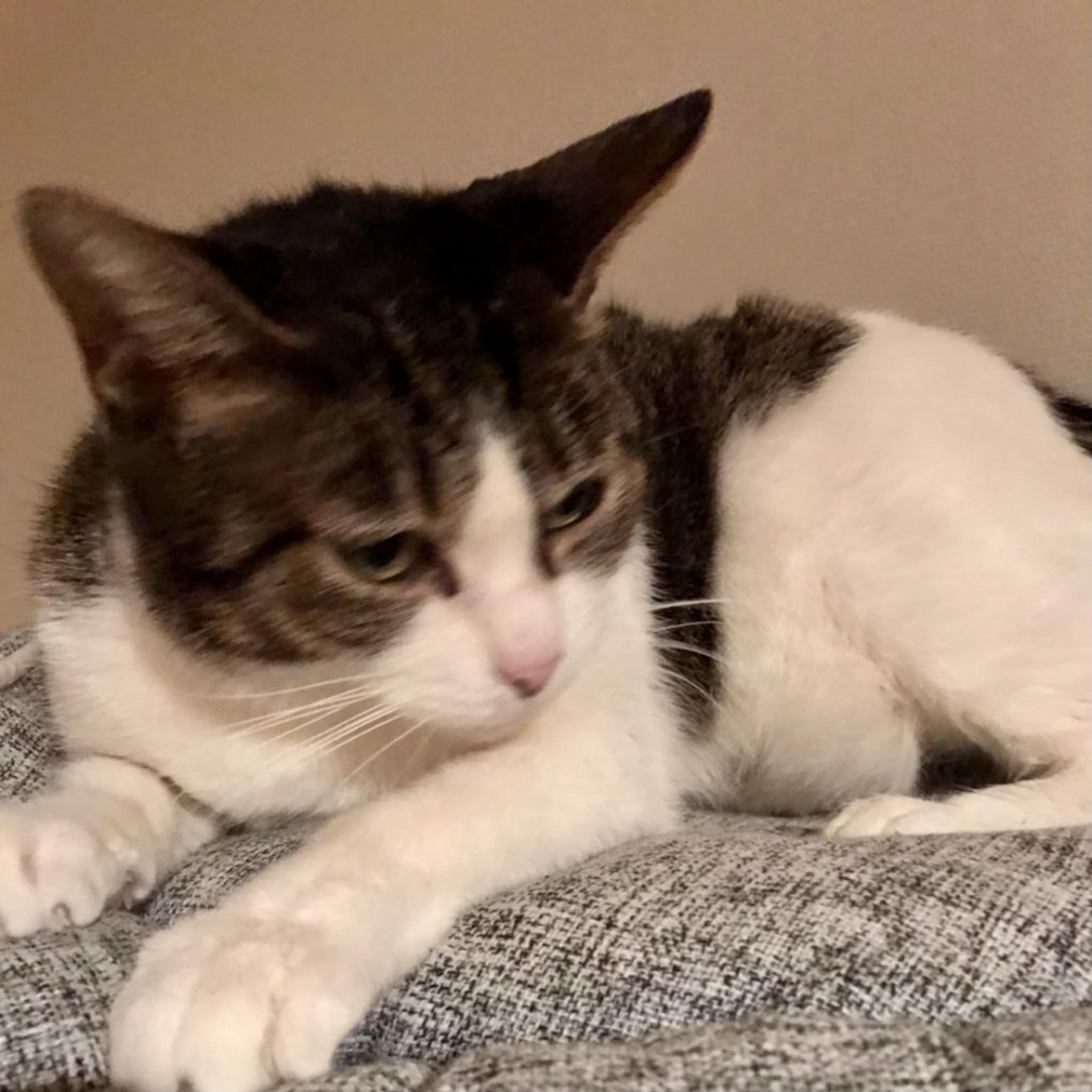 pet-image-2