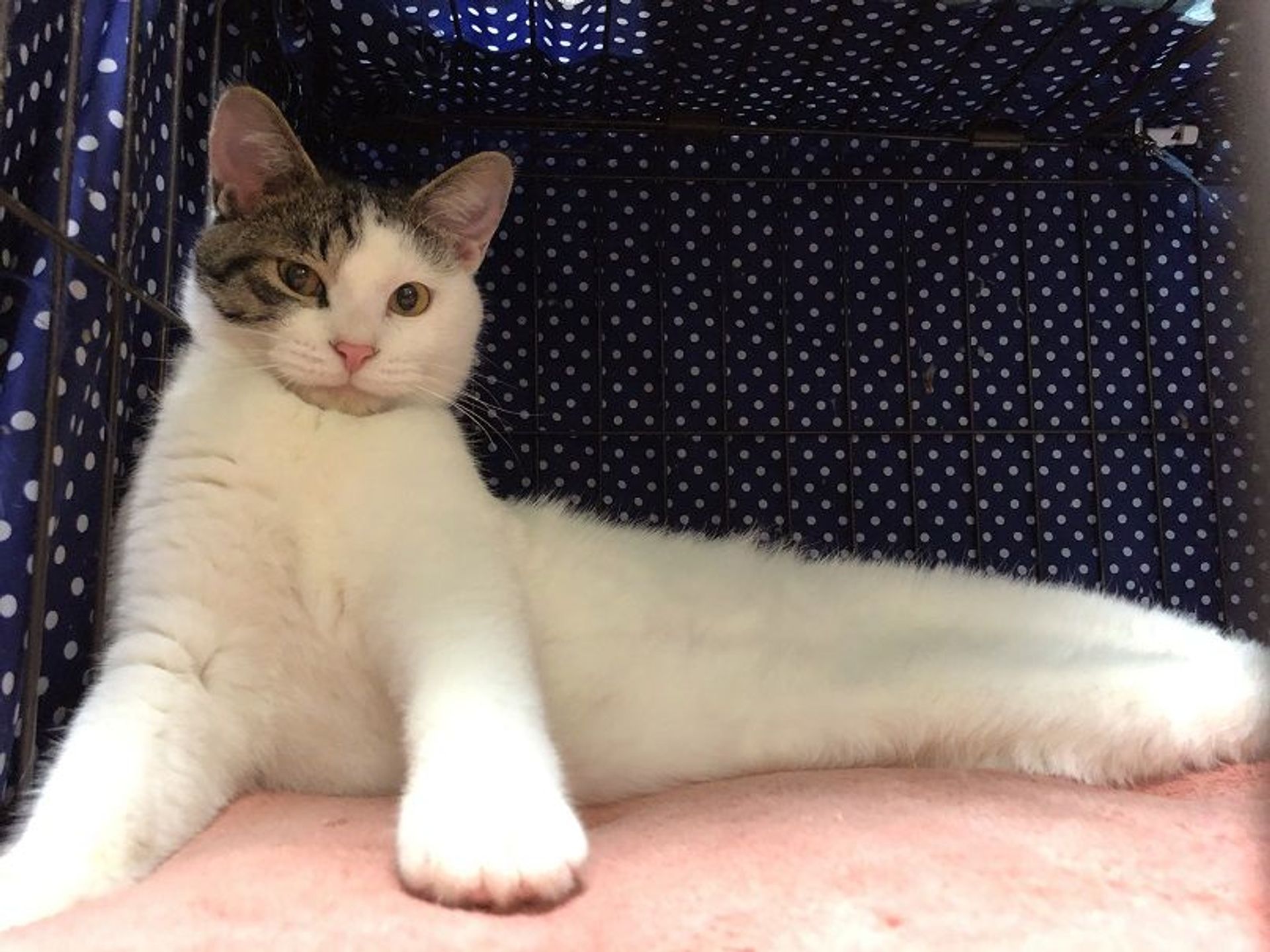 雑種（ミックス猫）・オスの里親募集の写真