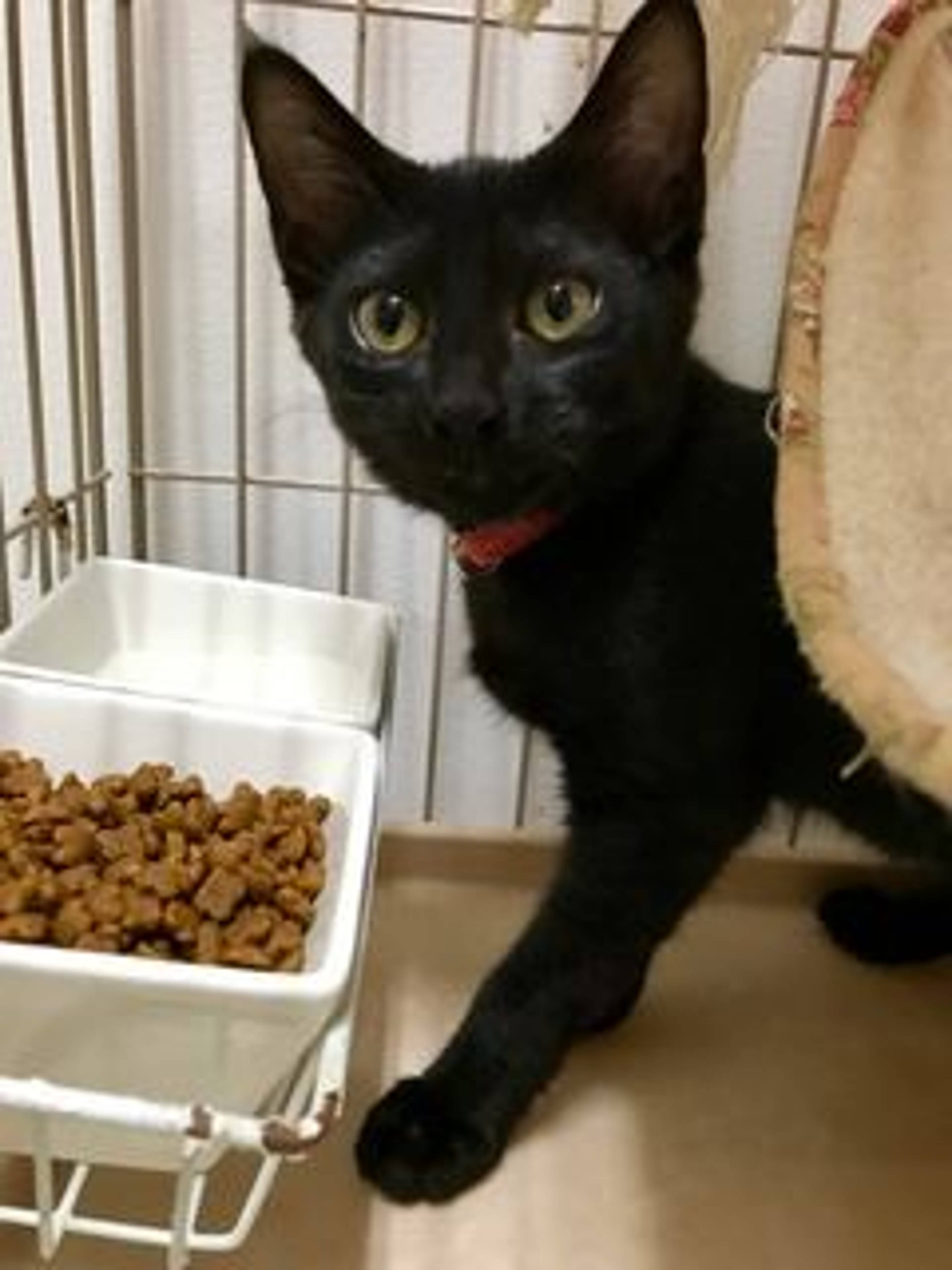 雑種（ミックス猫）・メスの里親募集の写真