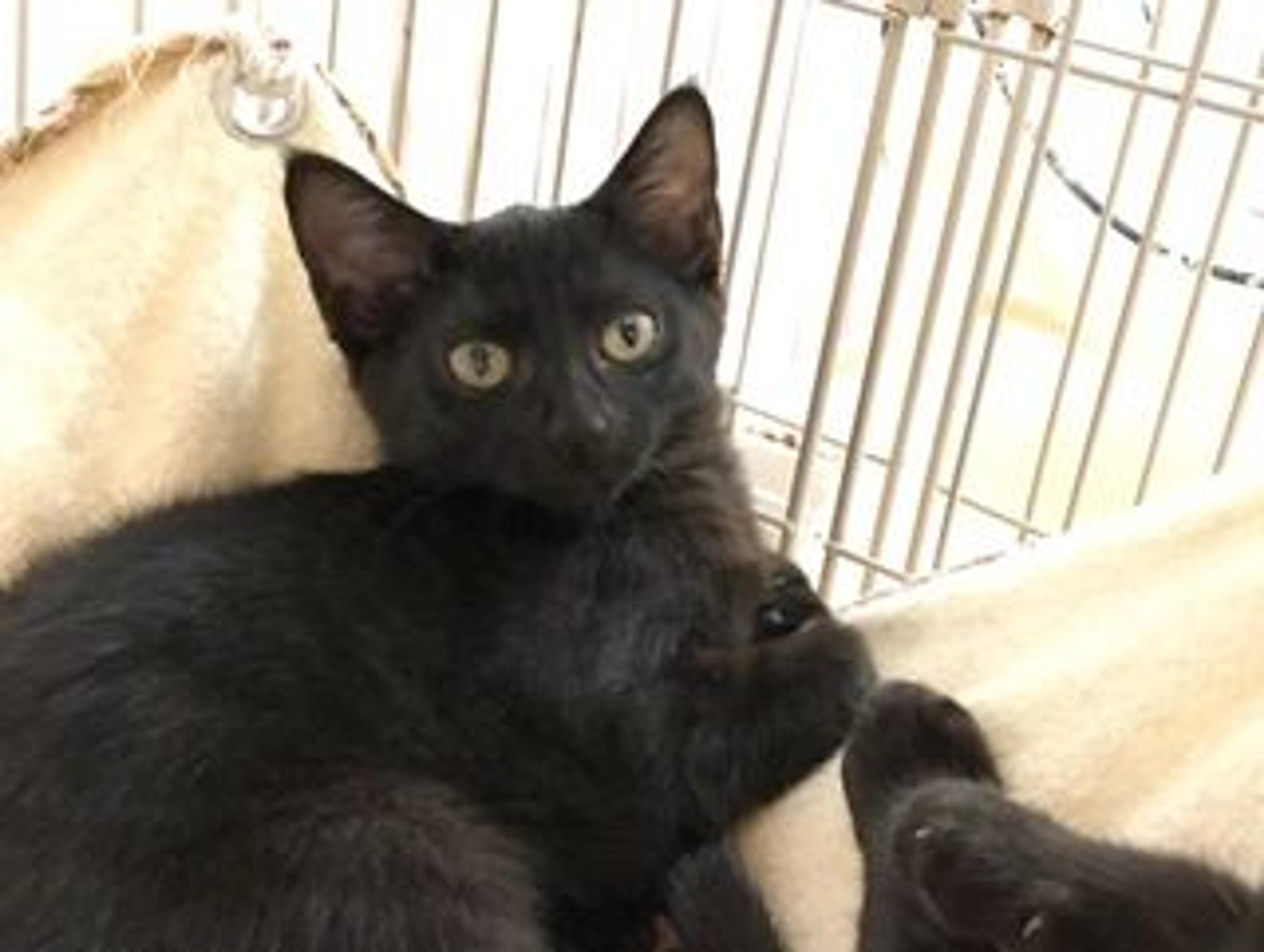 pet-image-2