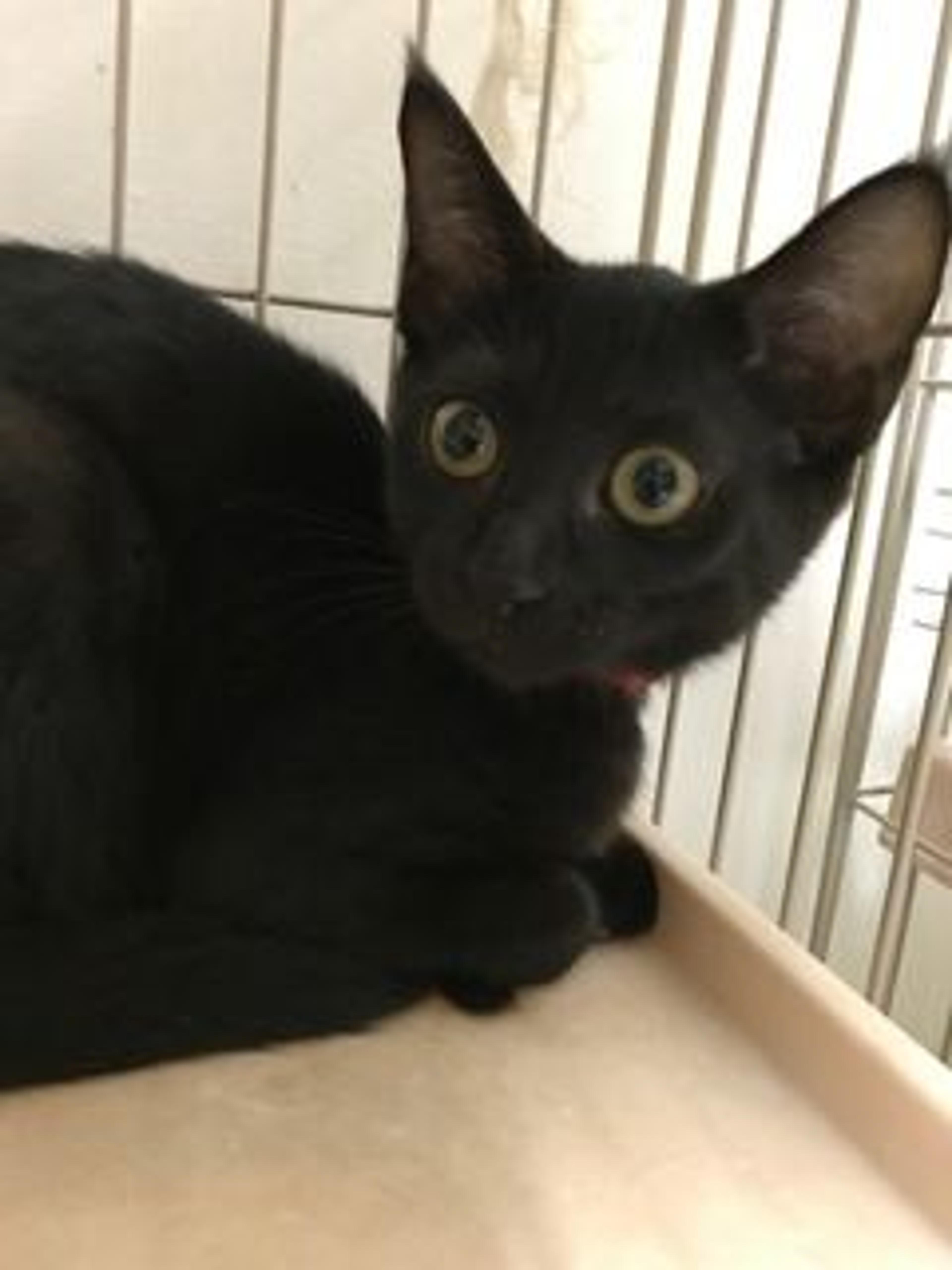 pet-image-3